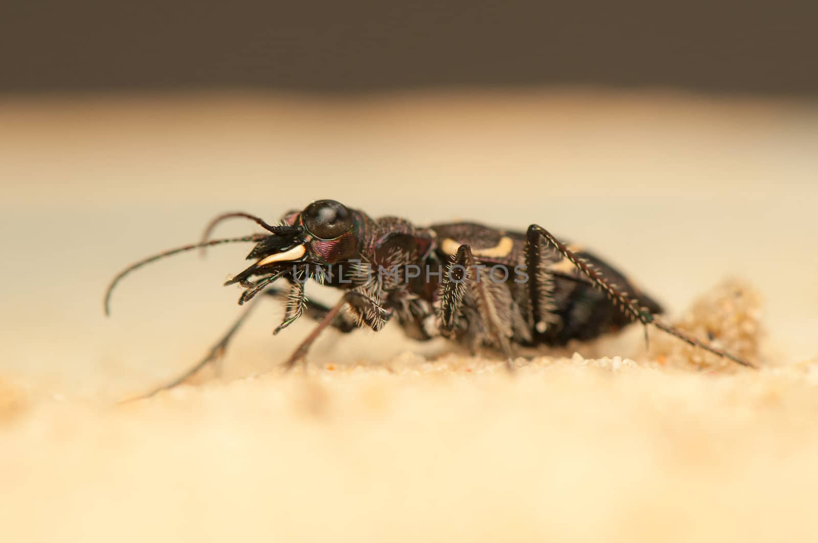 Cicindela hybrida by Gucio_55