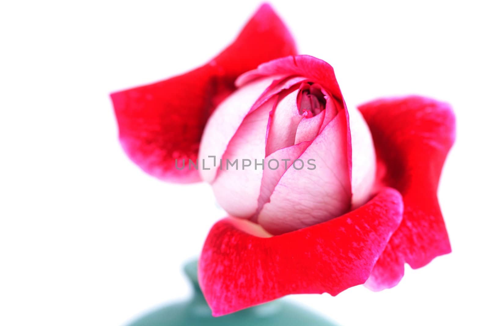 unusual beautiful red rose isolated on white