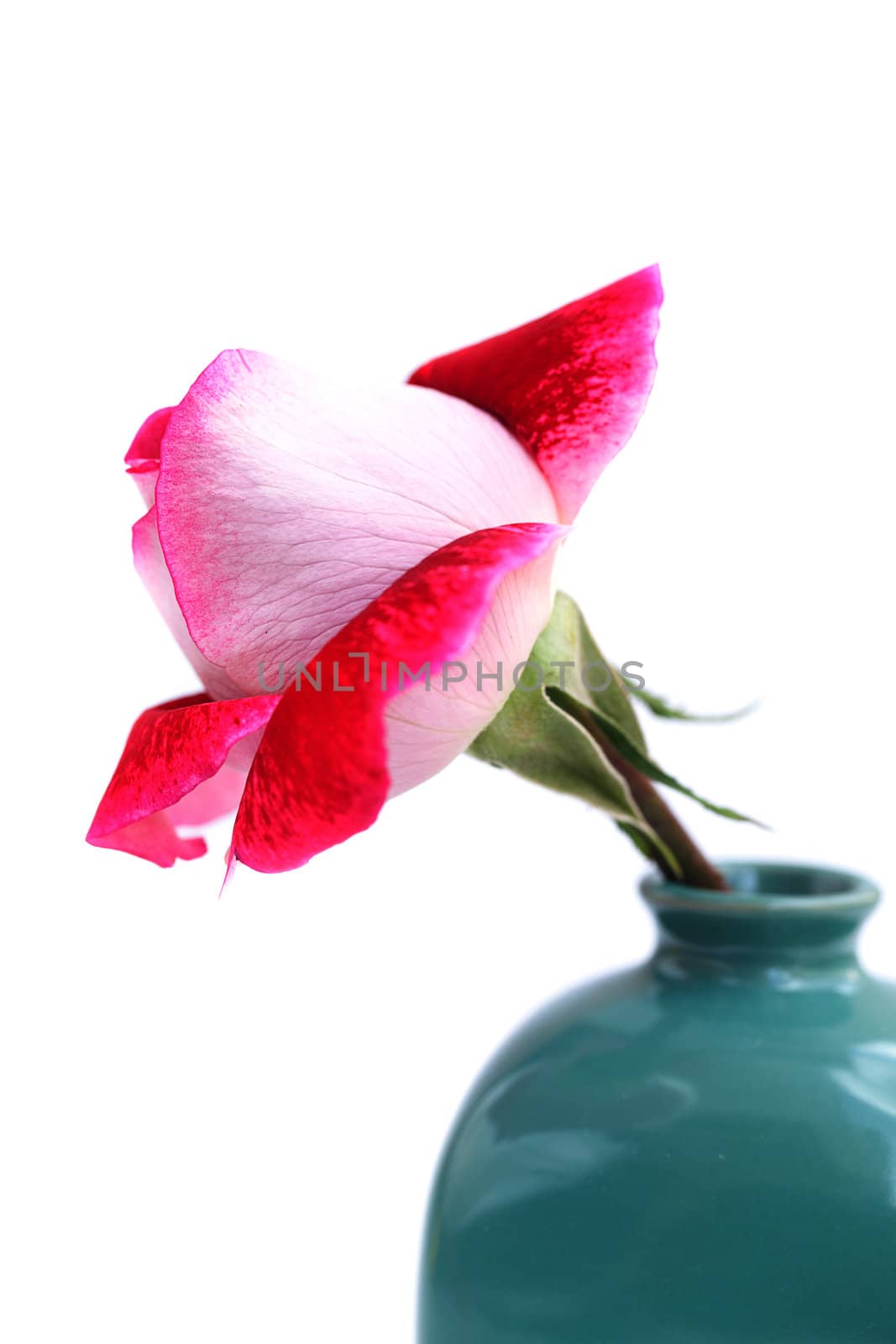 unusual beautiful red rose in a vase by jannyjus