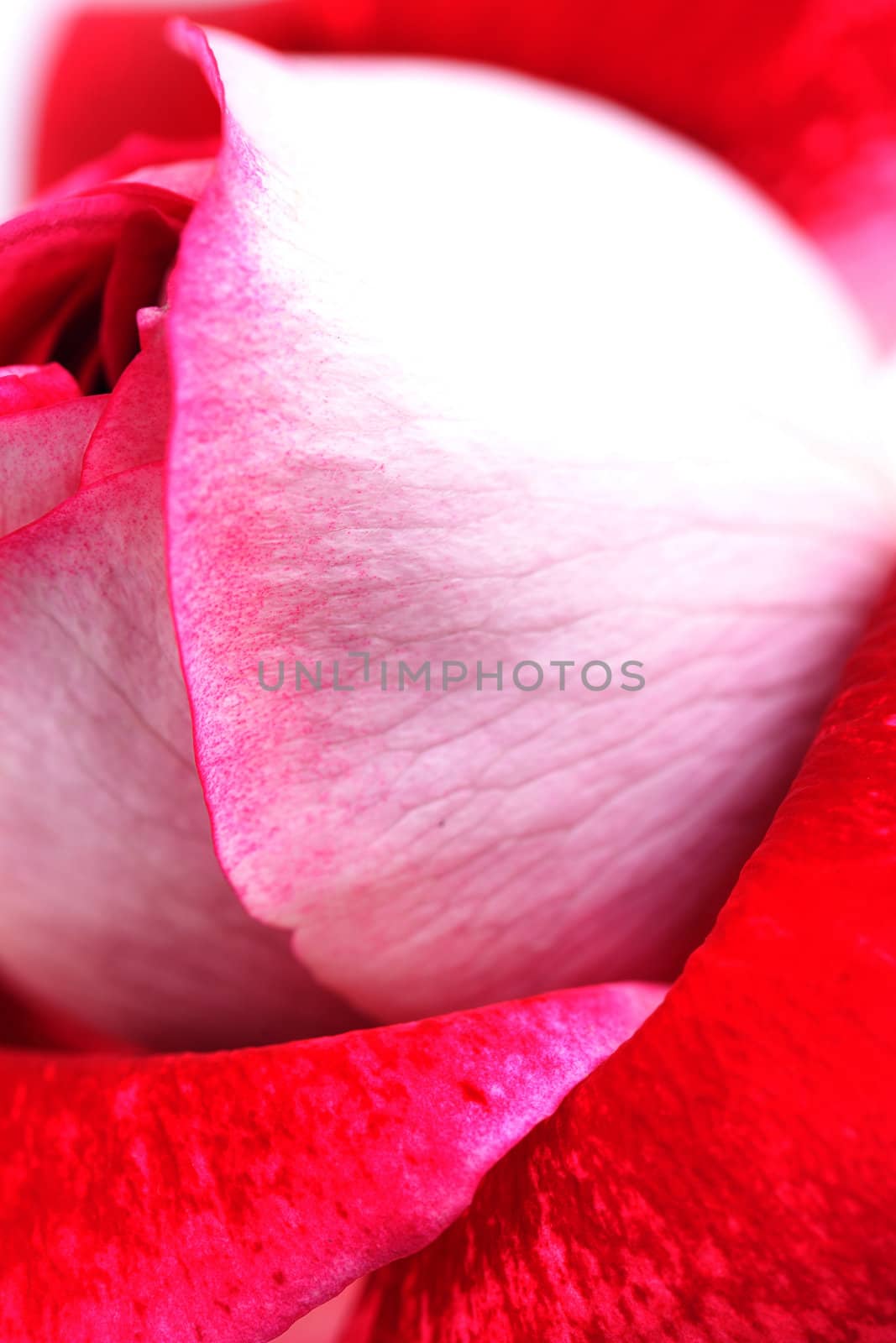 background of unusual beautiful red rose by jannyjus