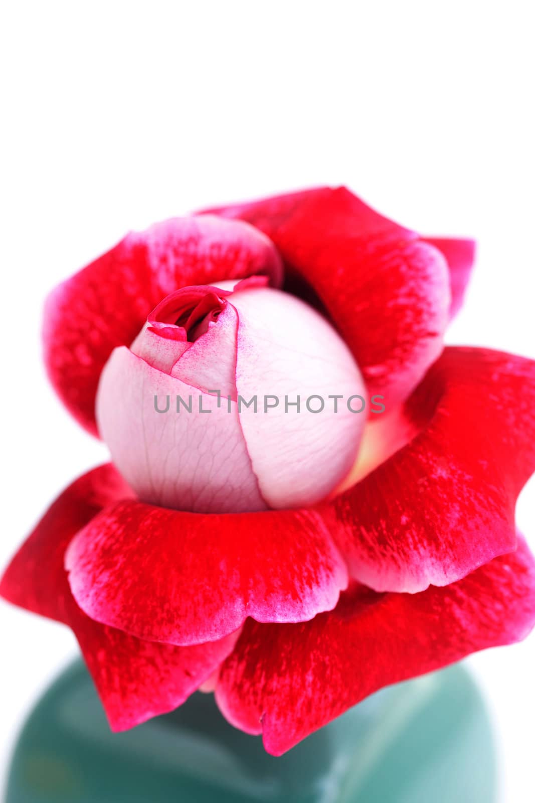 unusual beautiful red rose in a vase by jannyjus