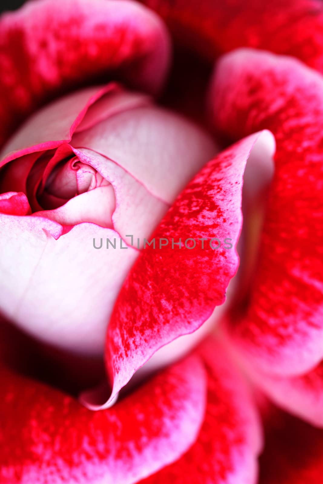background of unusual beautiful red rose by jannyjus