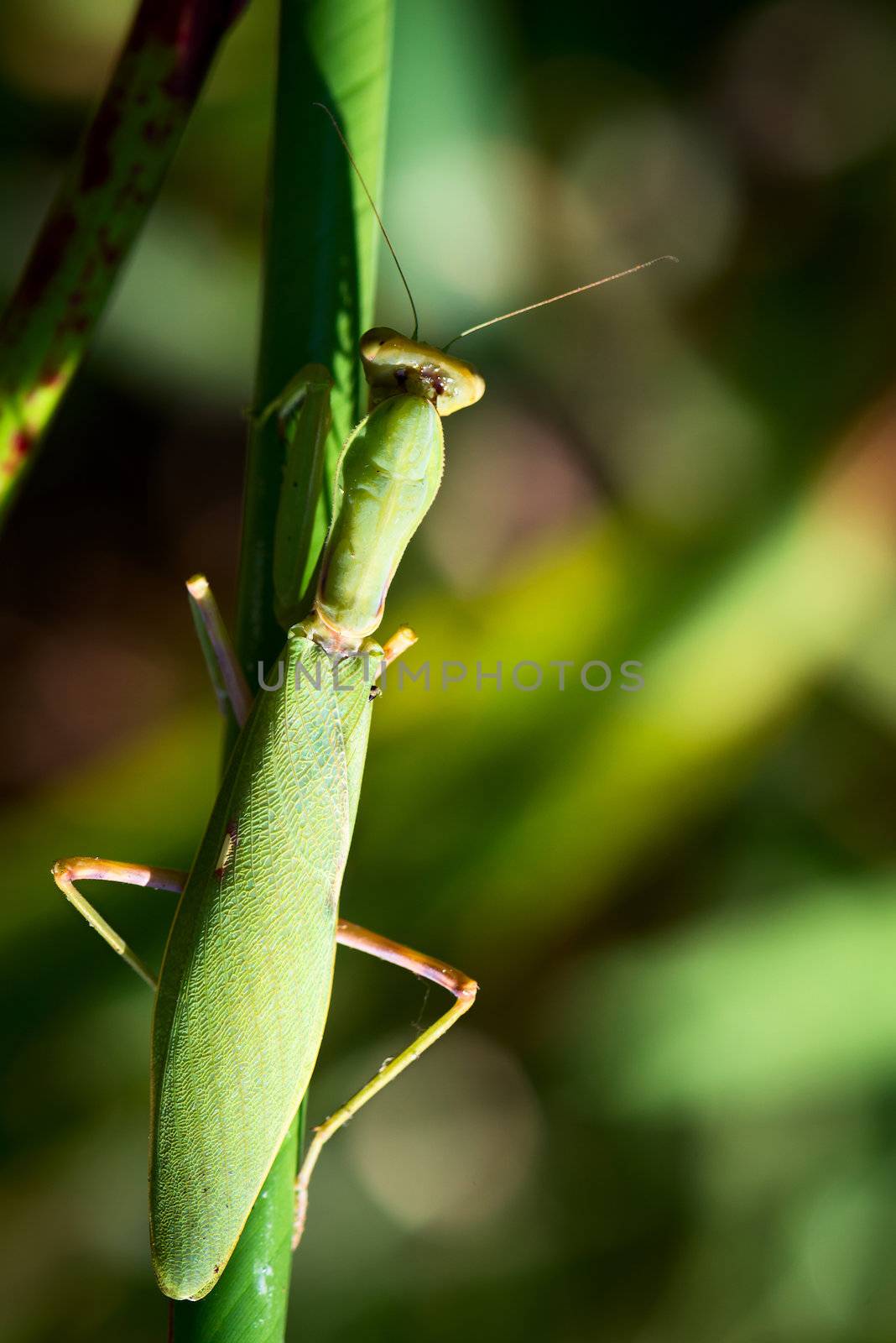 Mantis in green leaves, selective focus on predator's eyes