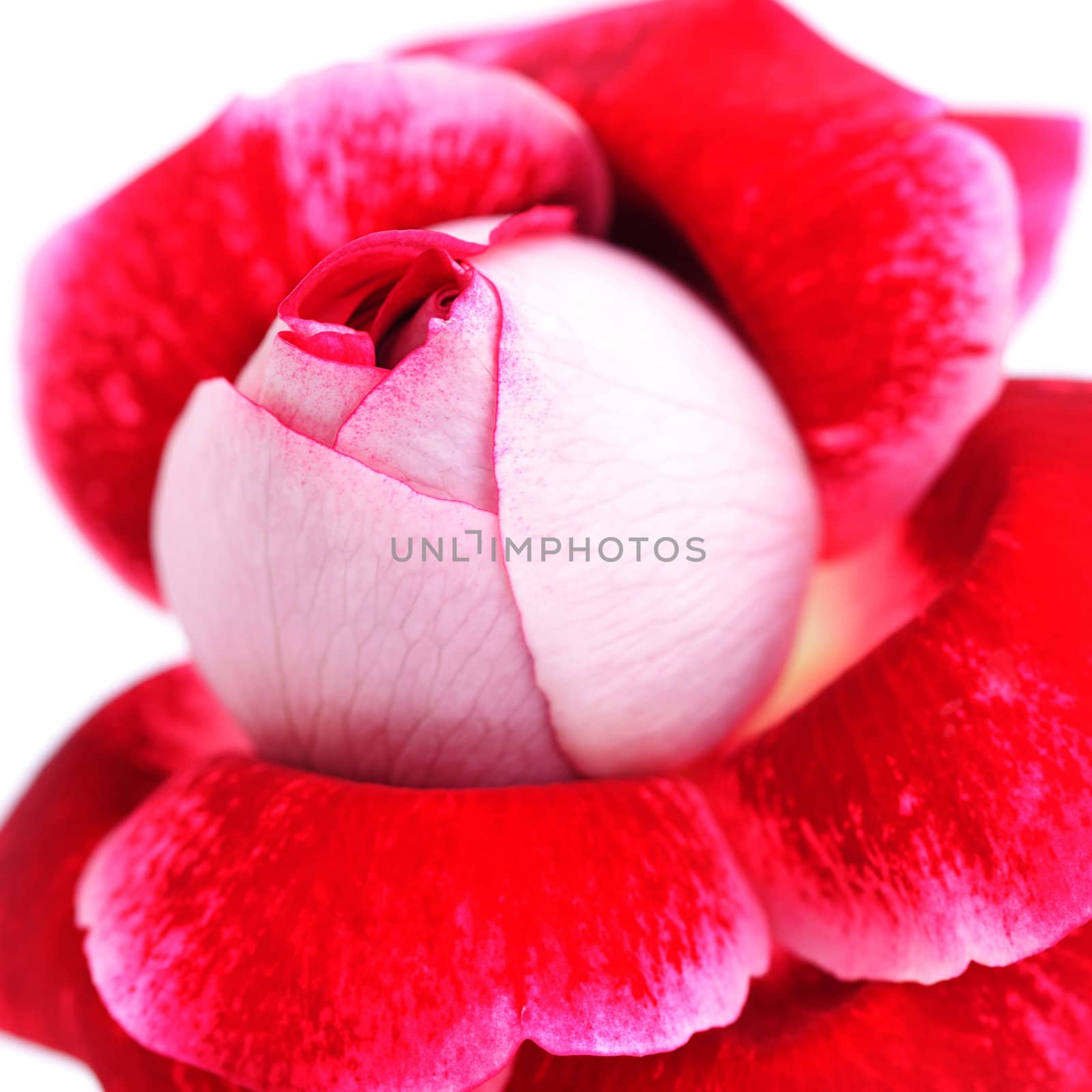 unusual beautiful red rose isolated on white by jannyjus