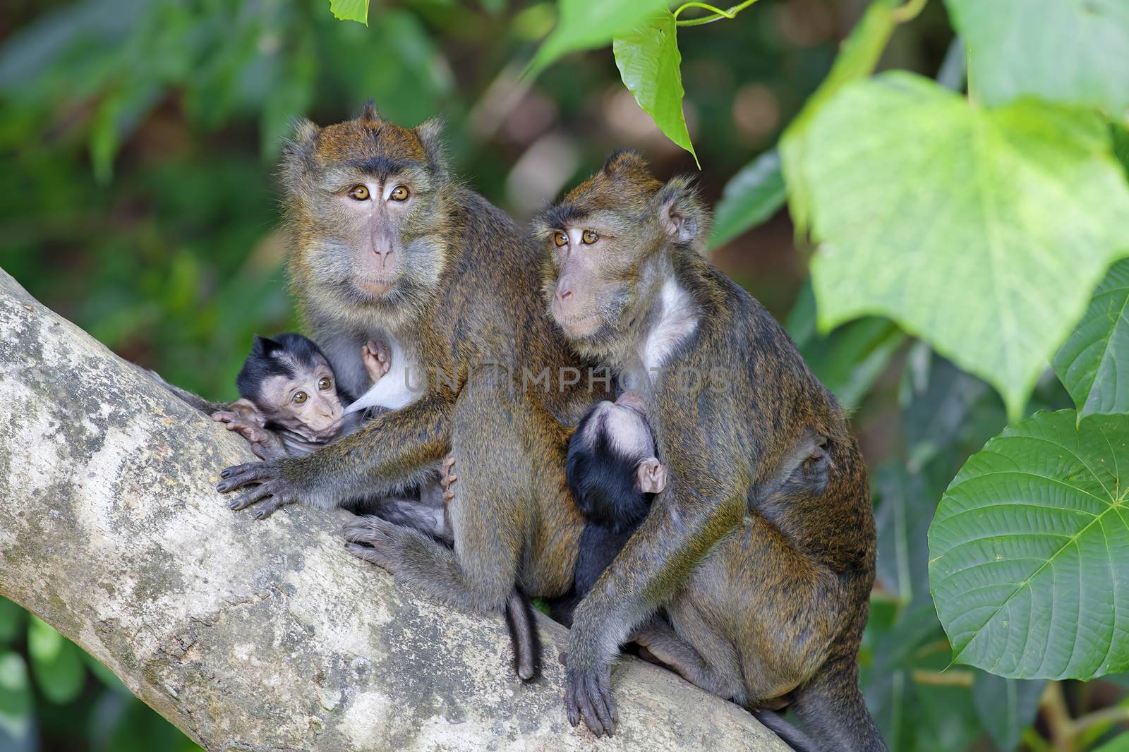 Macaque Monkey in the jungel of Philippines