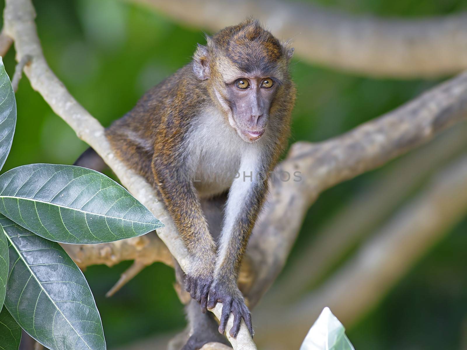 Macaque Monkey in the jungel of Philippines