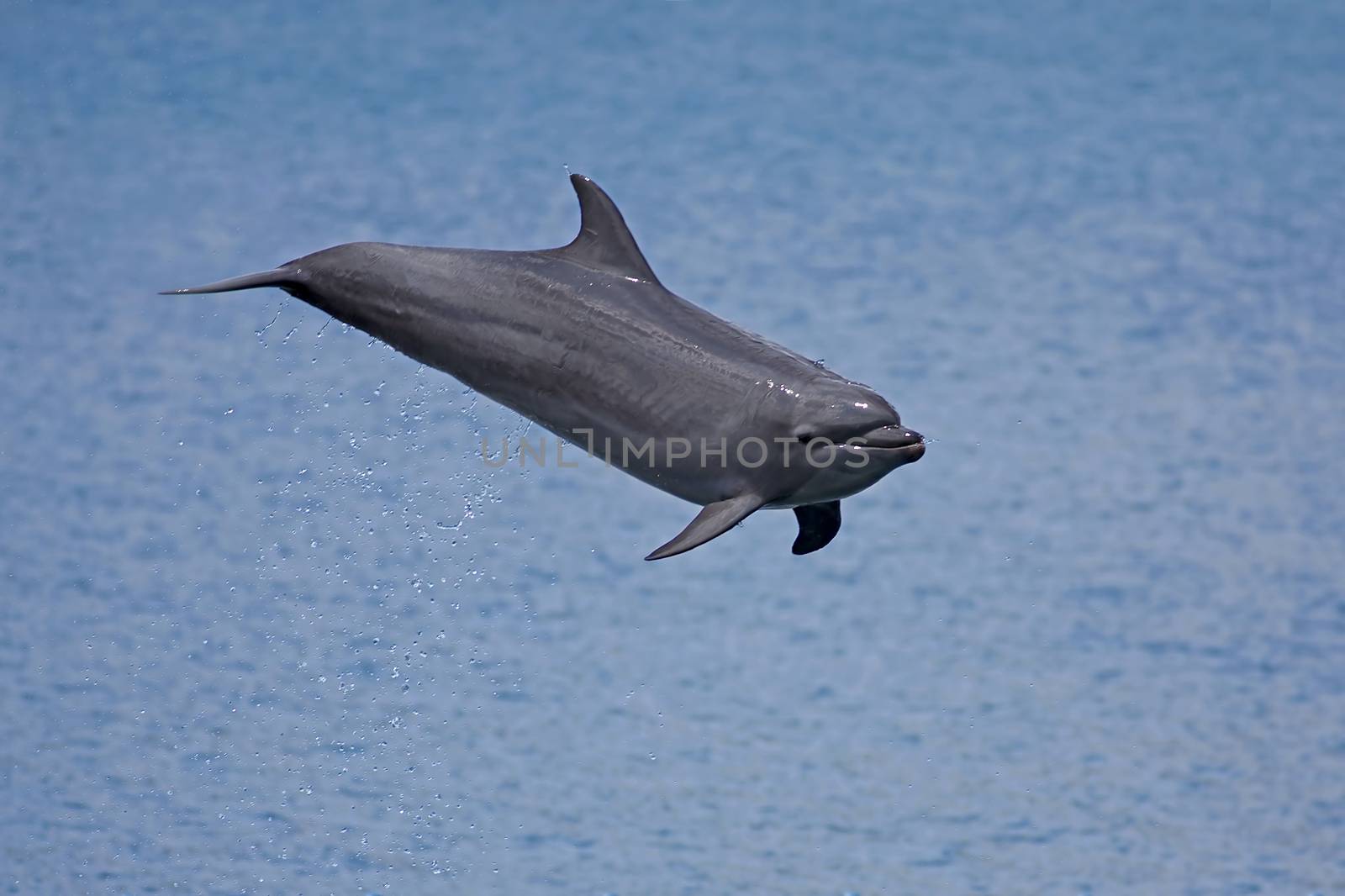 Bottlenose Dolphin in the ocean of Palawan