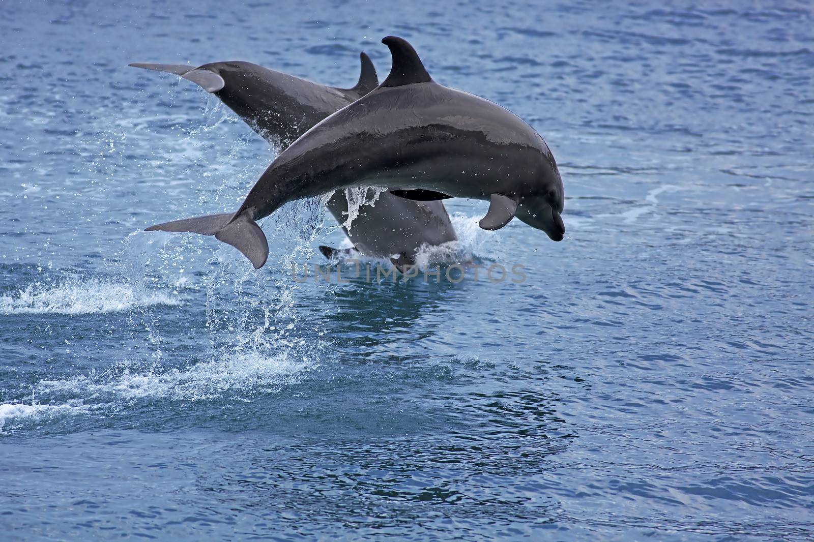 Bottlenose Dolphin by kjorgen