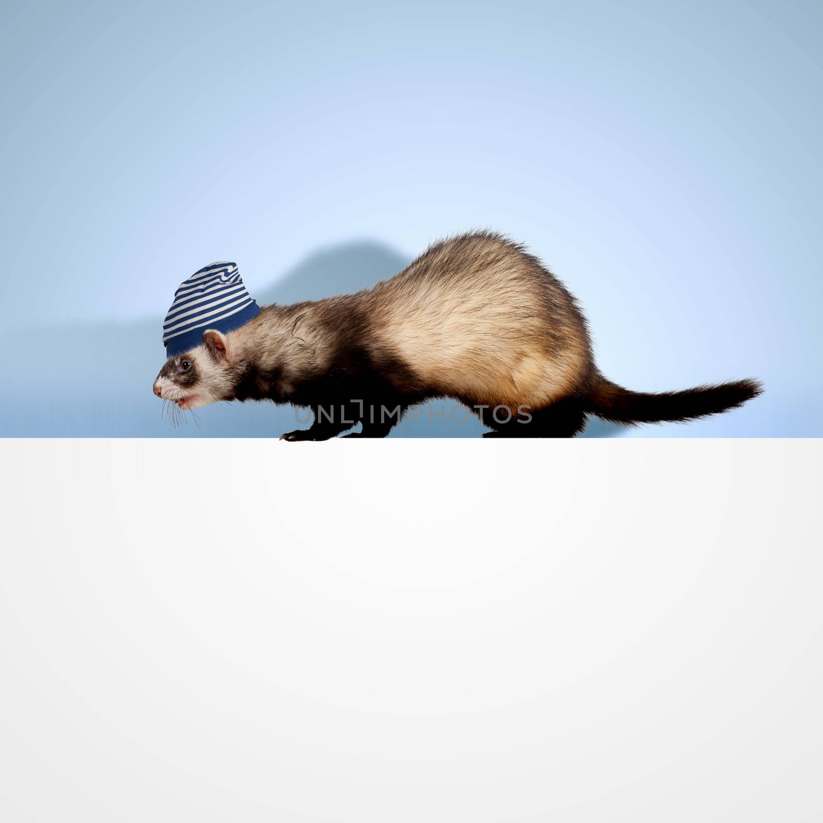 Polecat sitting on banner by sergey_nivens