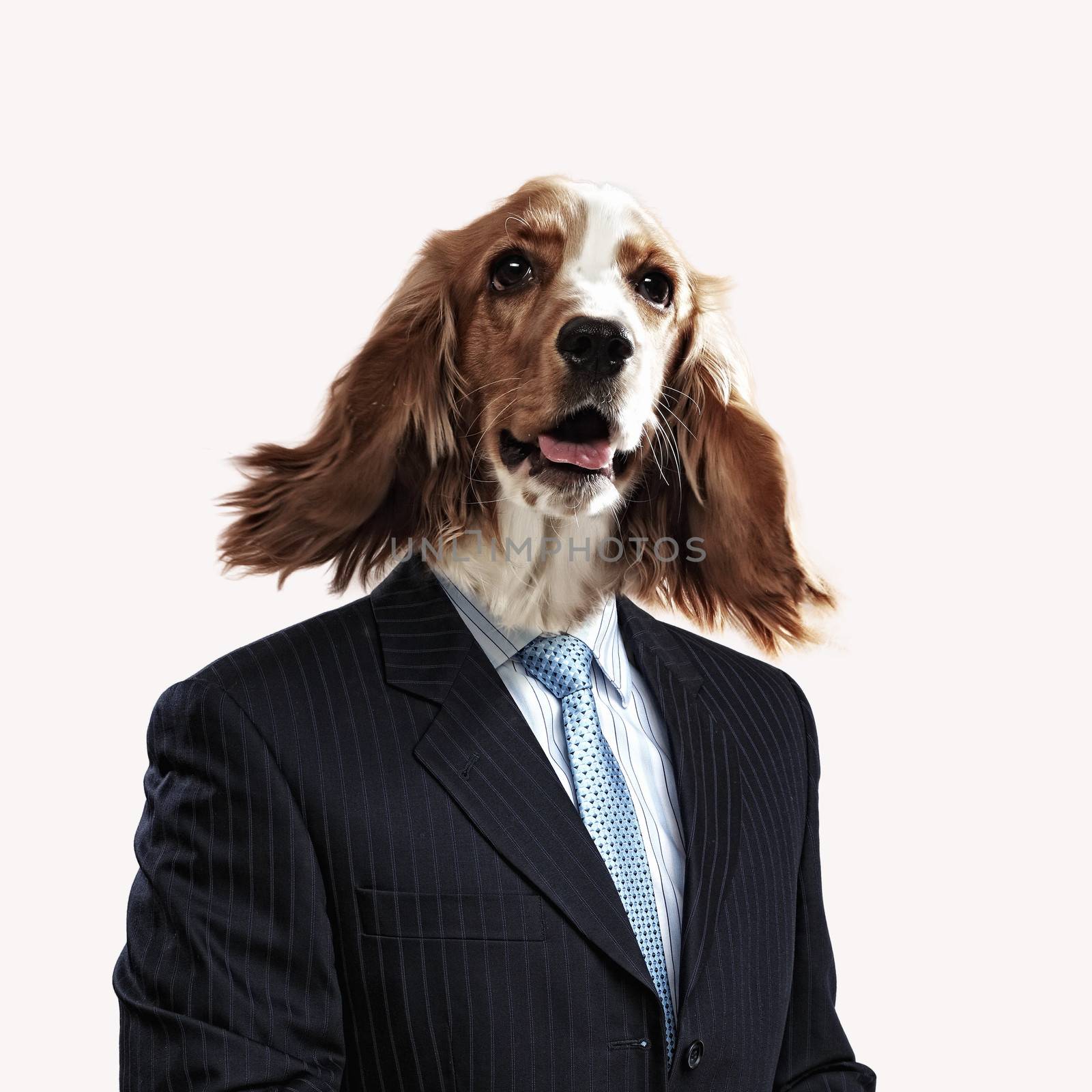 Funny portrait of a dog in a suit on an abstract background. Collage.