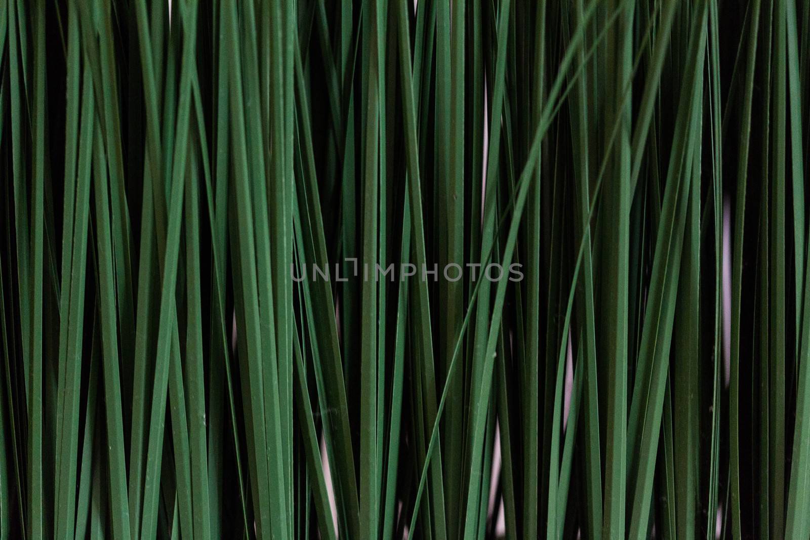 Fresh green rice seedlings by stockyimages