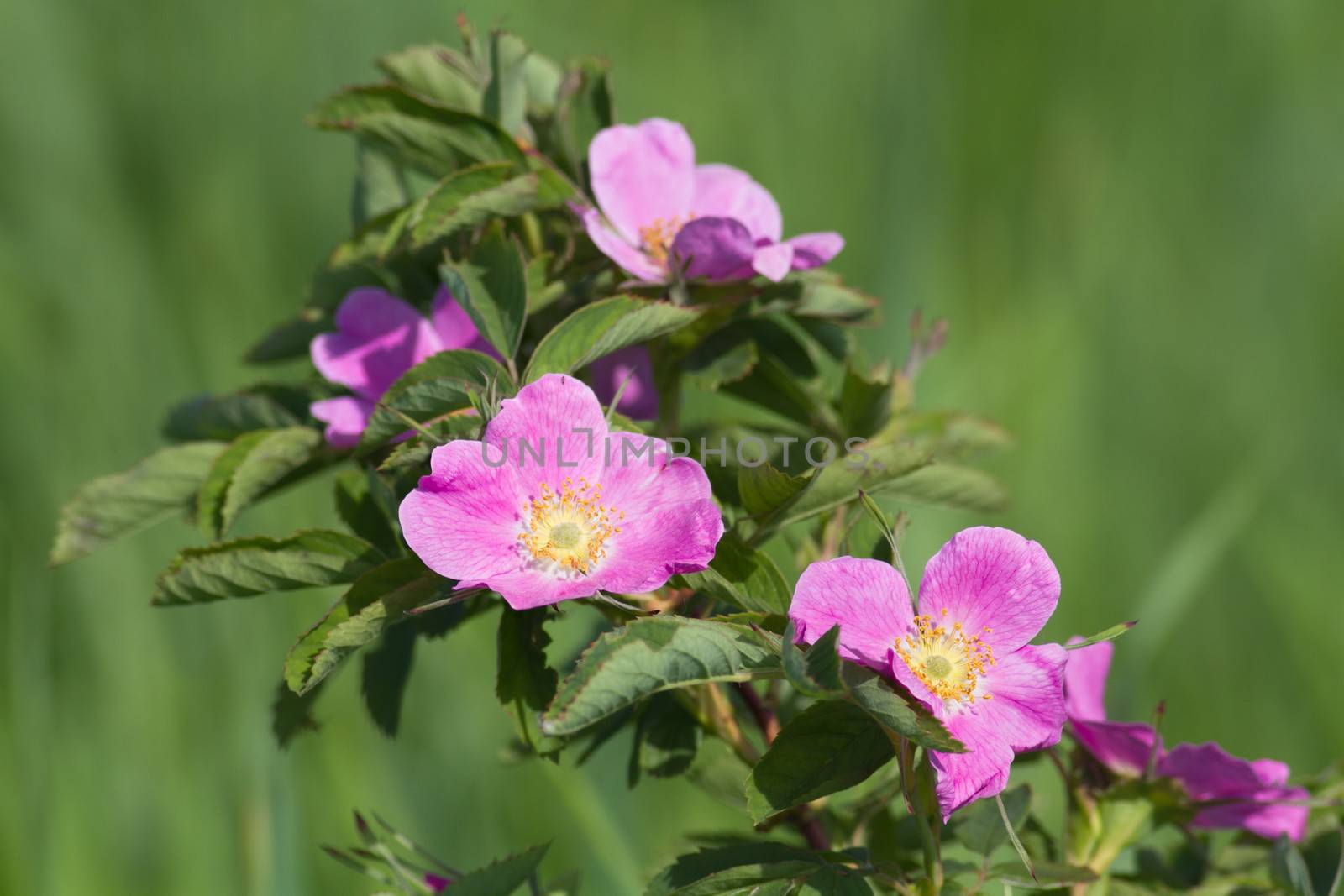 dog rose flowers in the wild close-up.