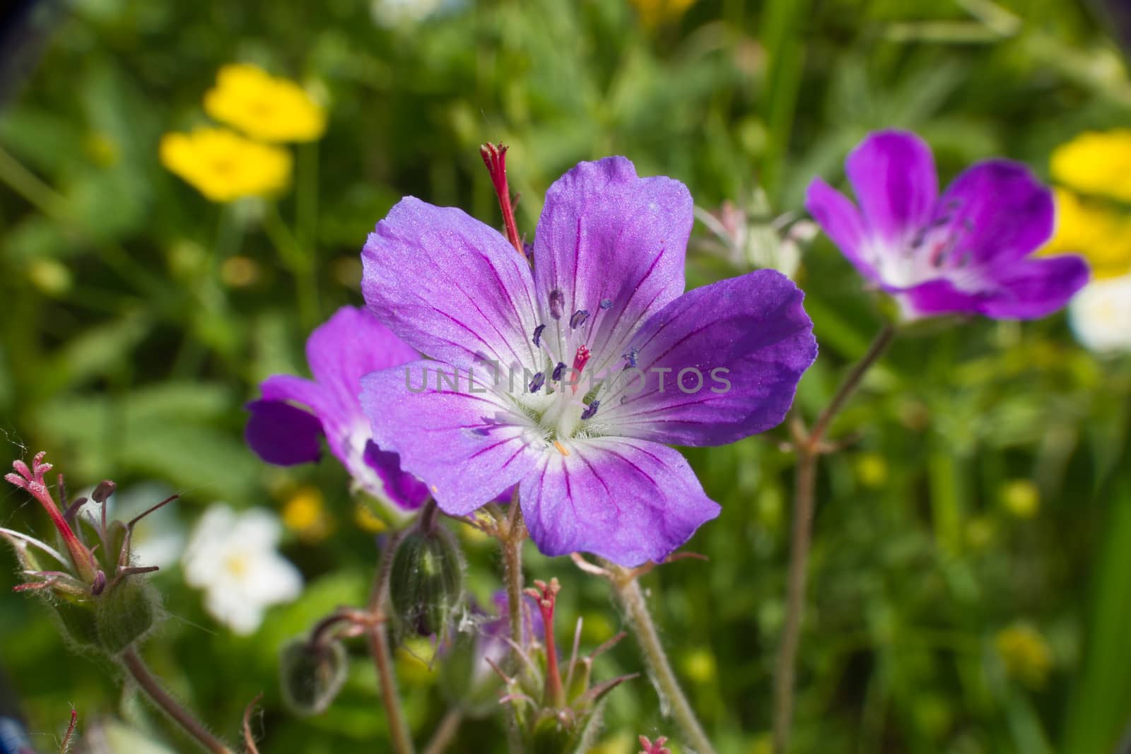 Purple wildflower by Ohotnik