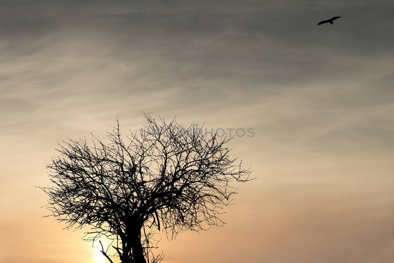 silhouette of the tree and birds on the background of sunset