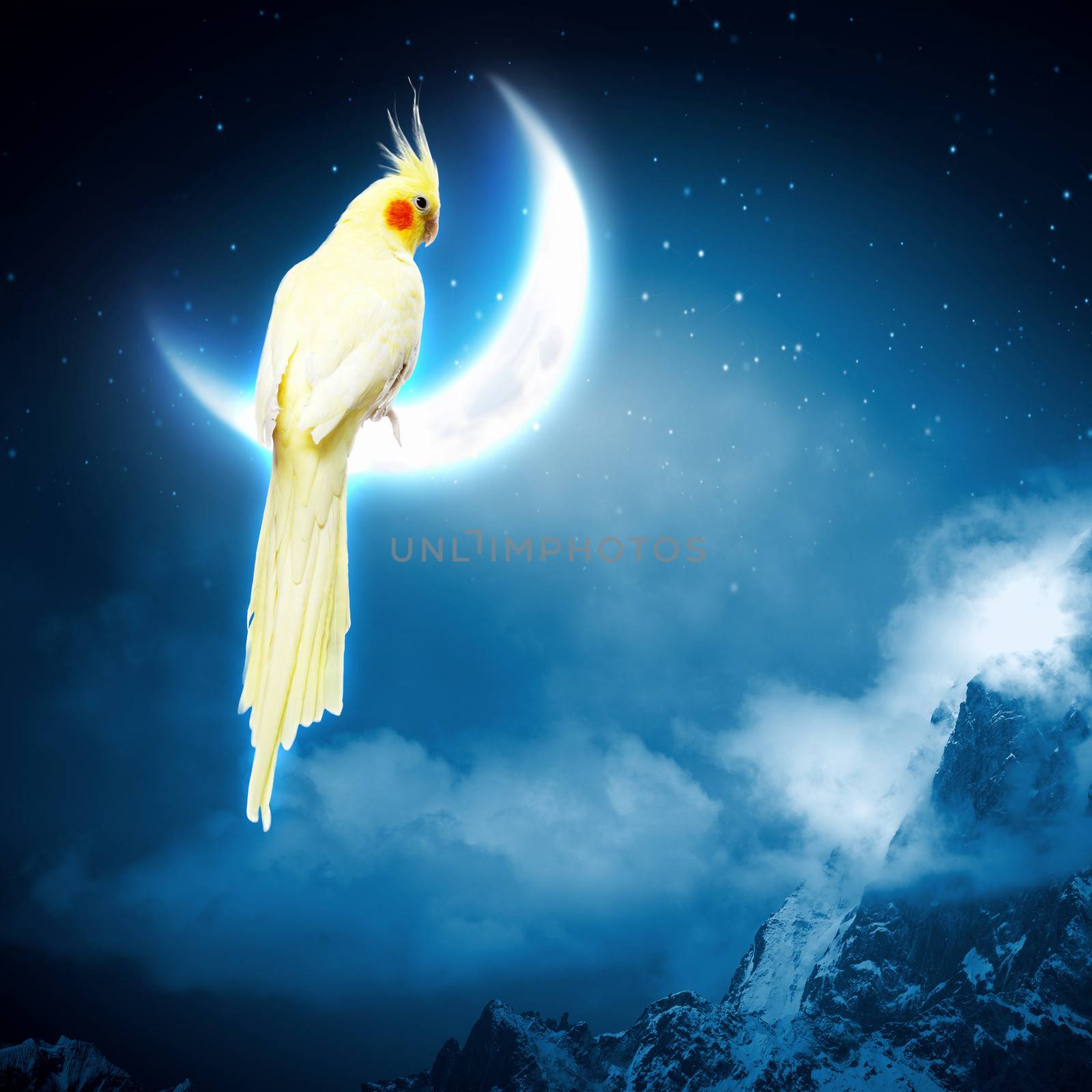 Image of yellow parrot sitting on moon