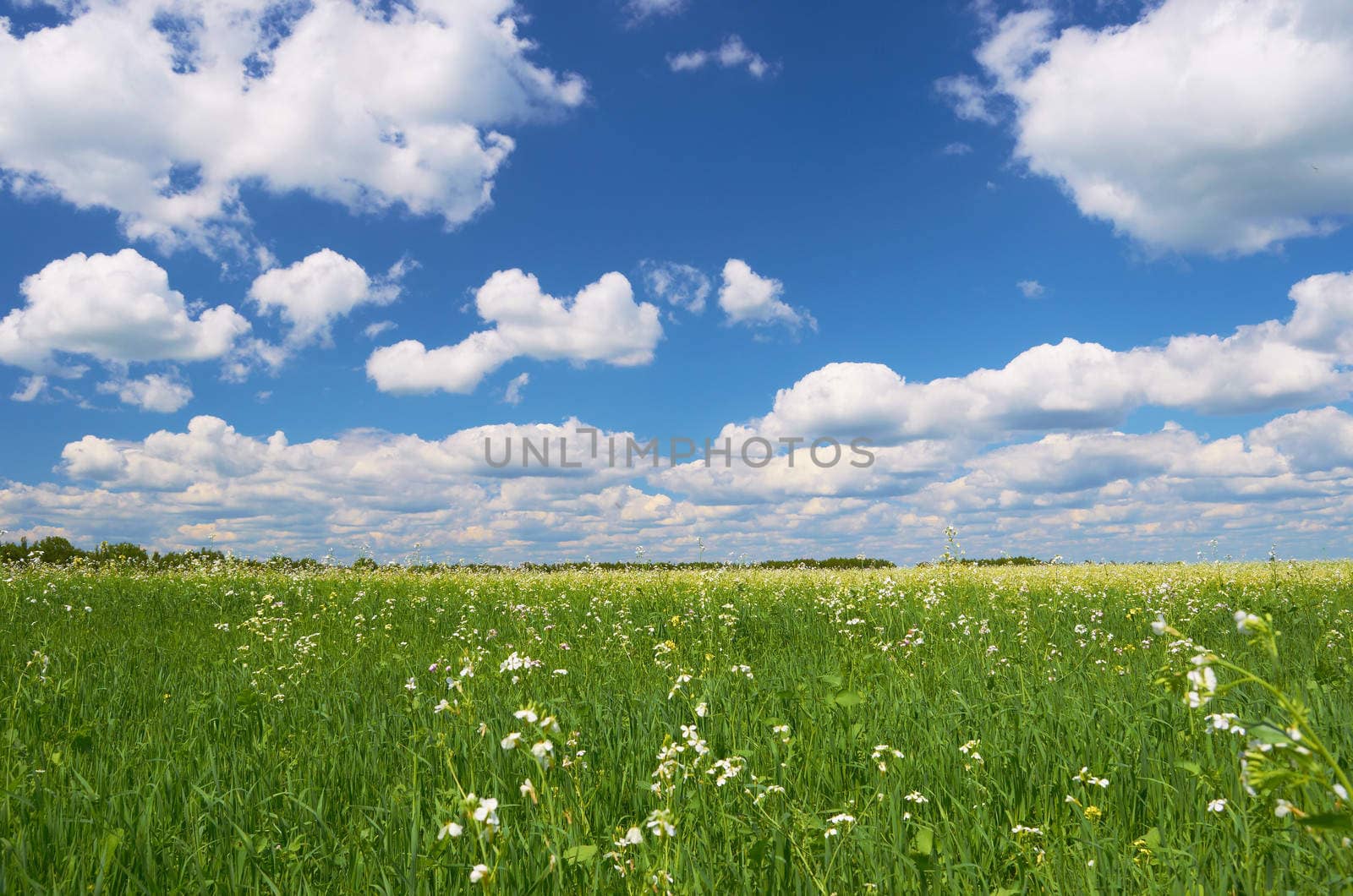 Summer flowering field on a clear sunny day