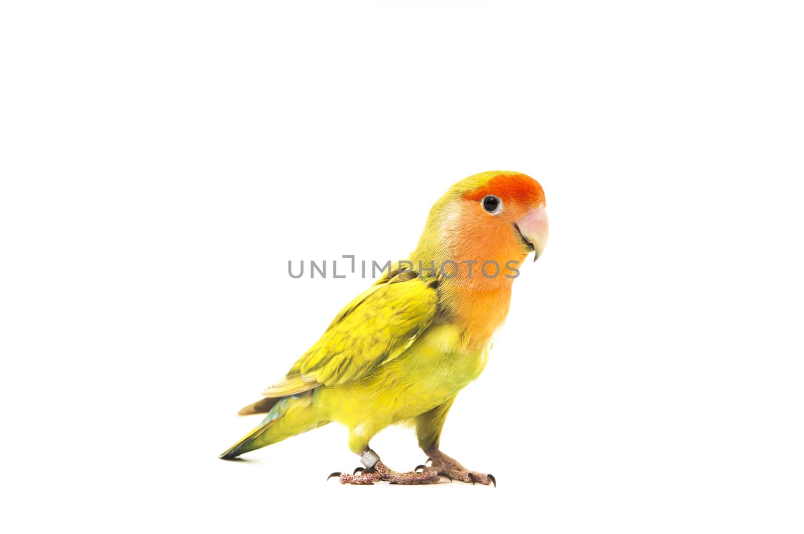 Lovebird colors on a white background