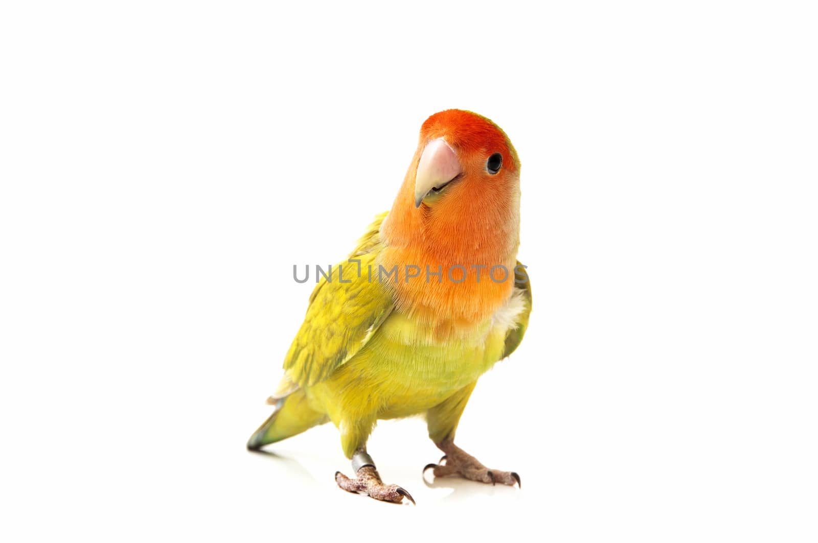 lovebird color on a white background