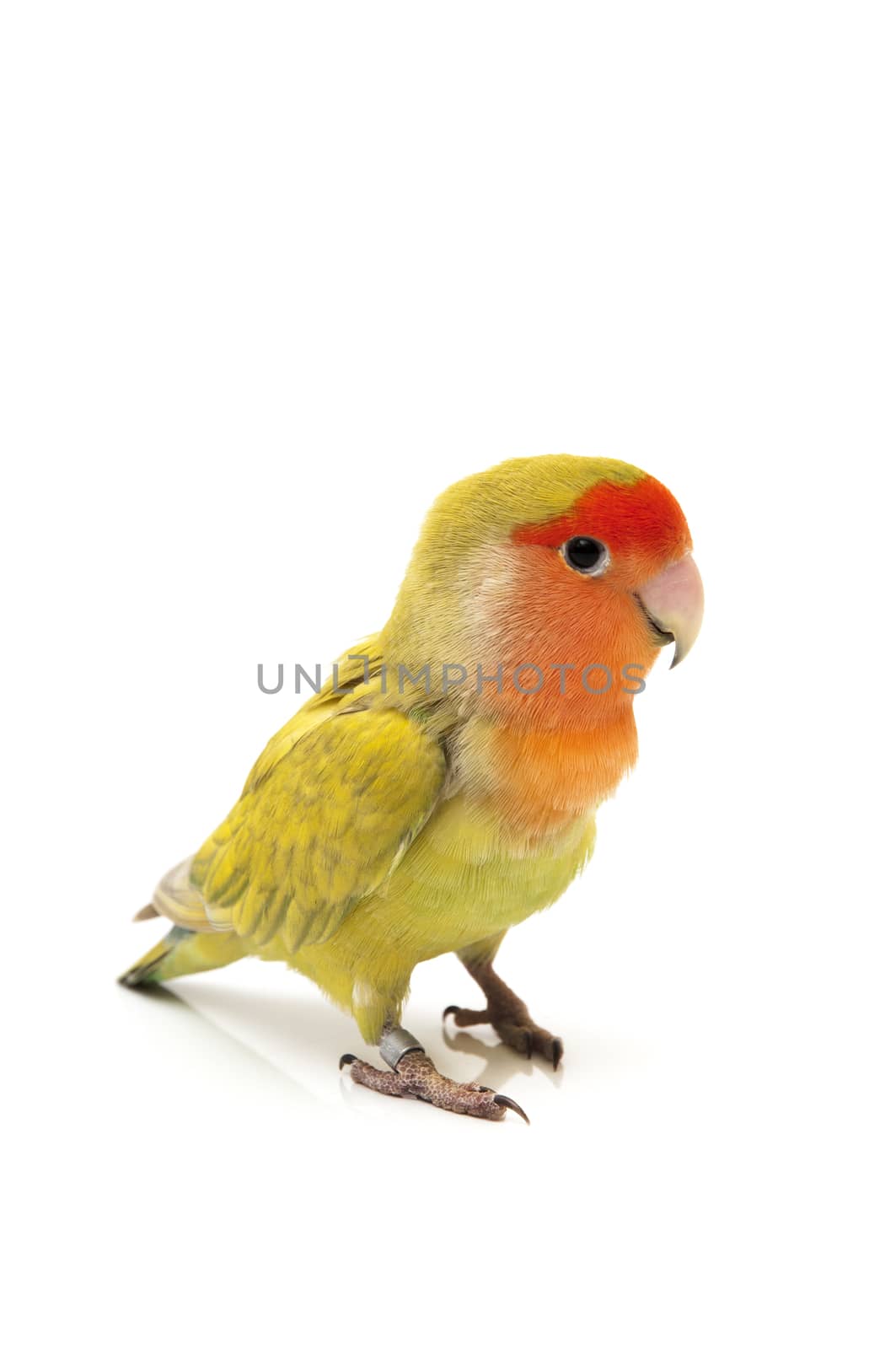 Lovebird colors on a white background