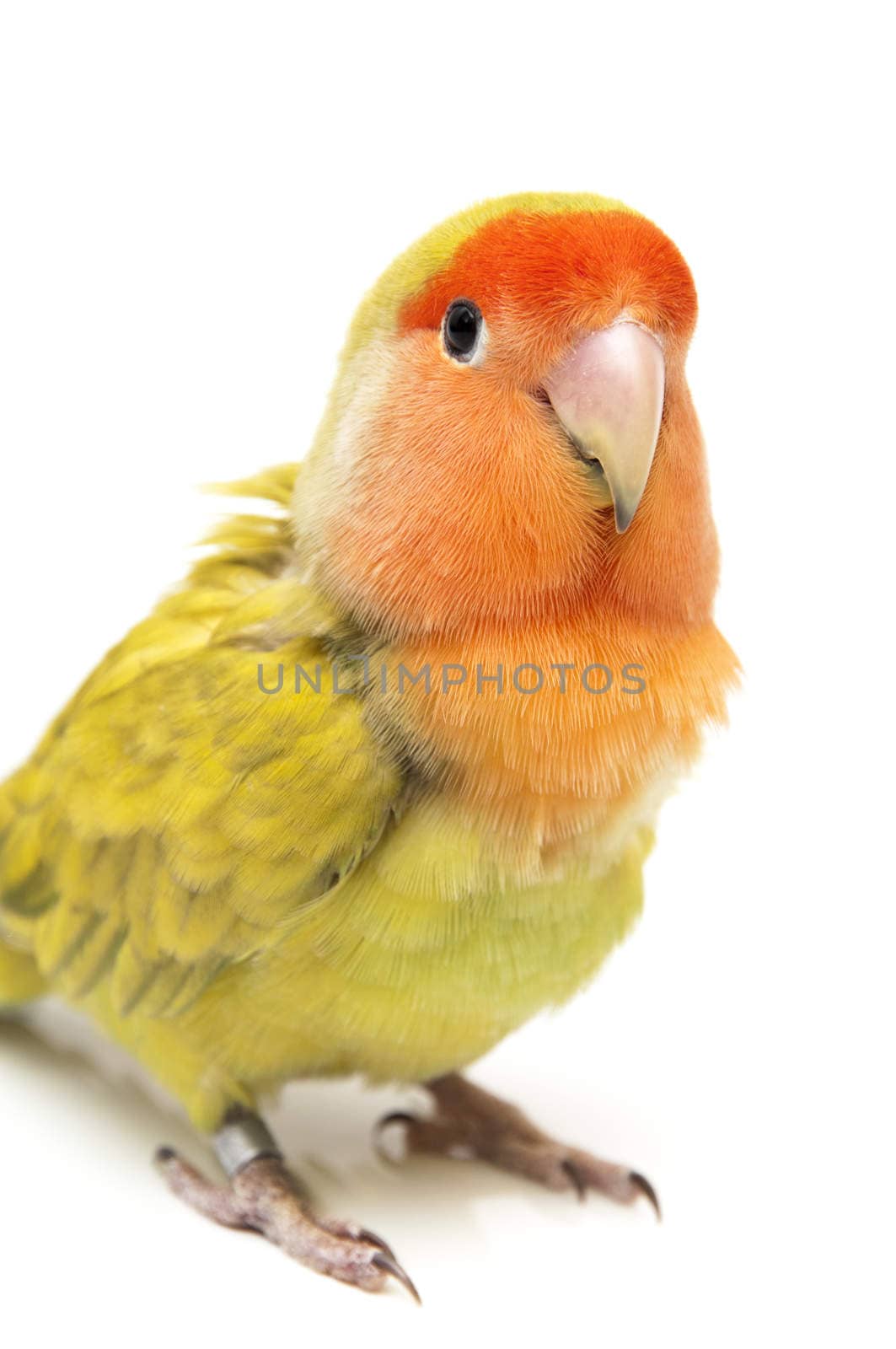 Lovebird colors on a white background