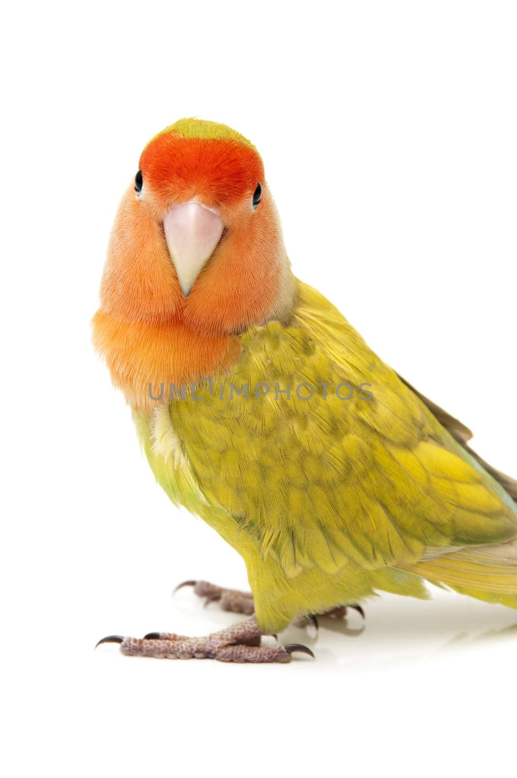 Lovebird colors on a white background