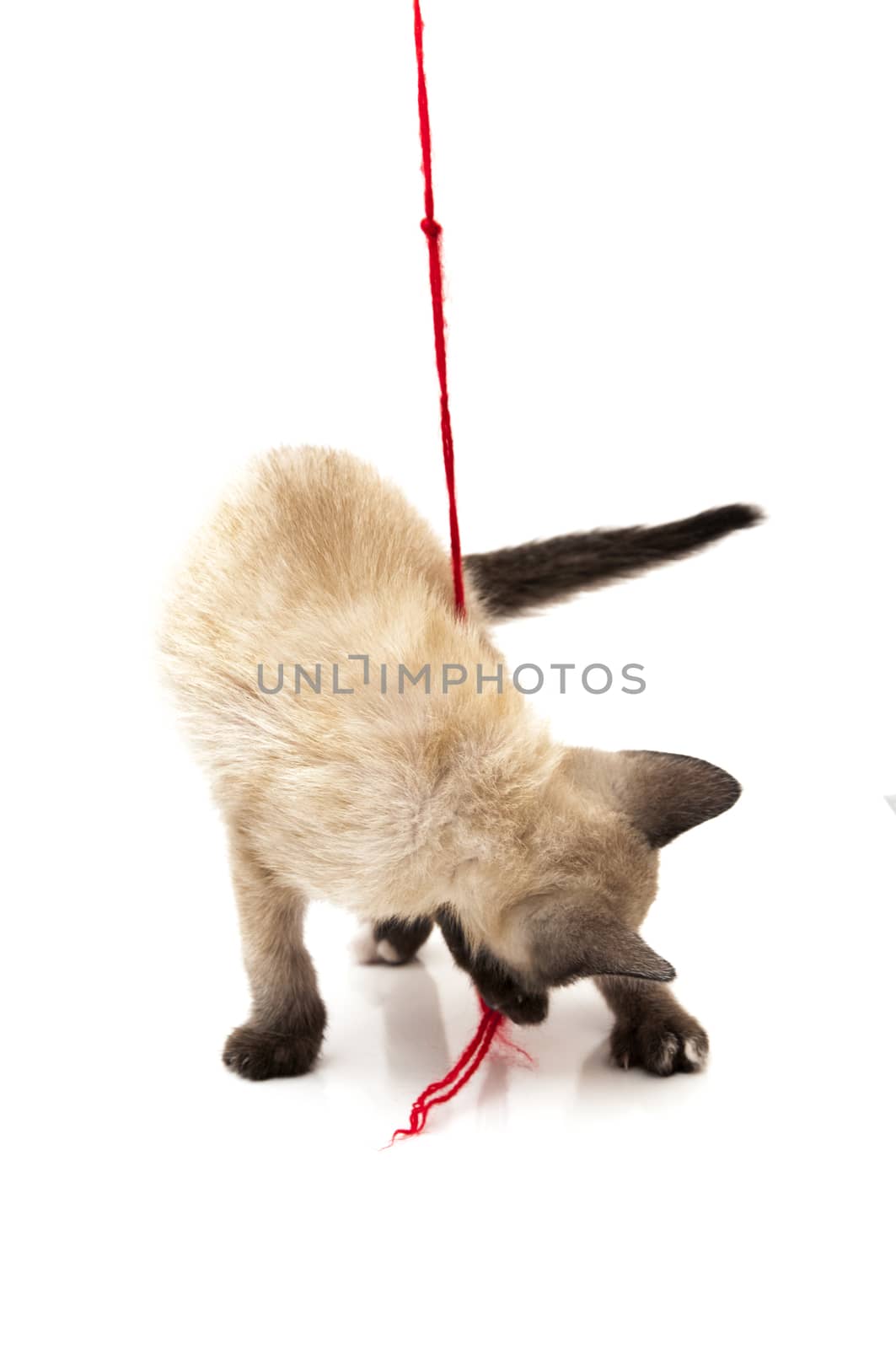 cat playing with ball of thread on a white background