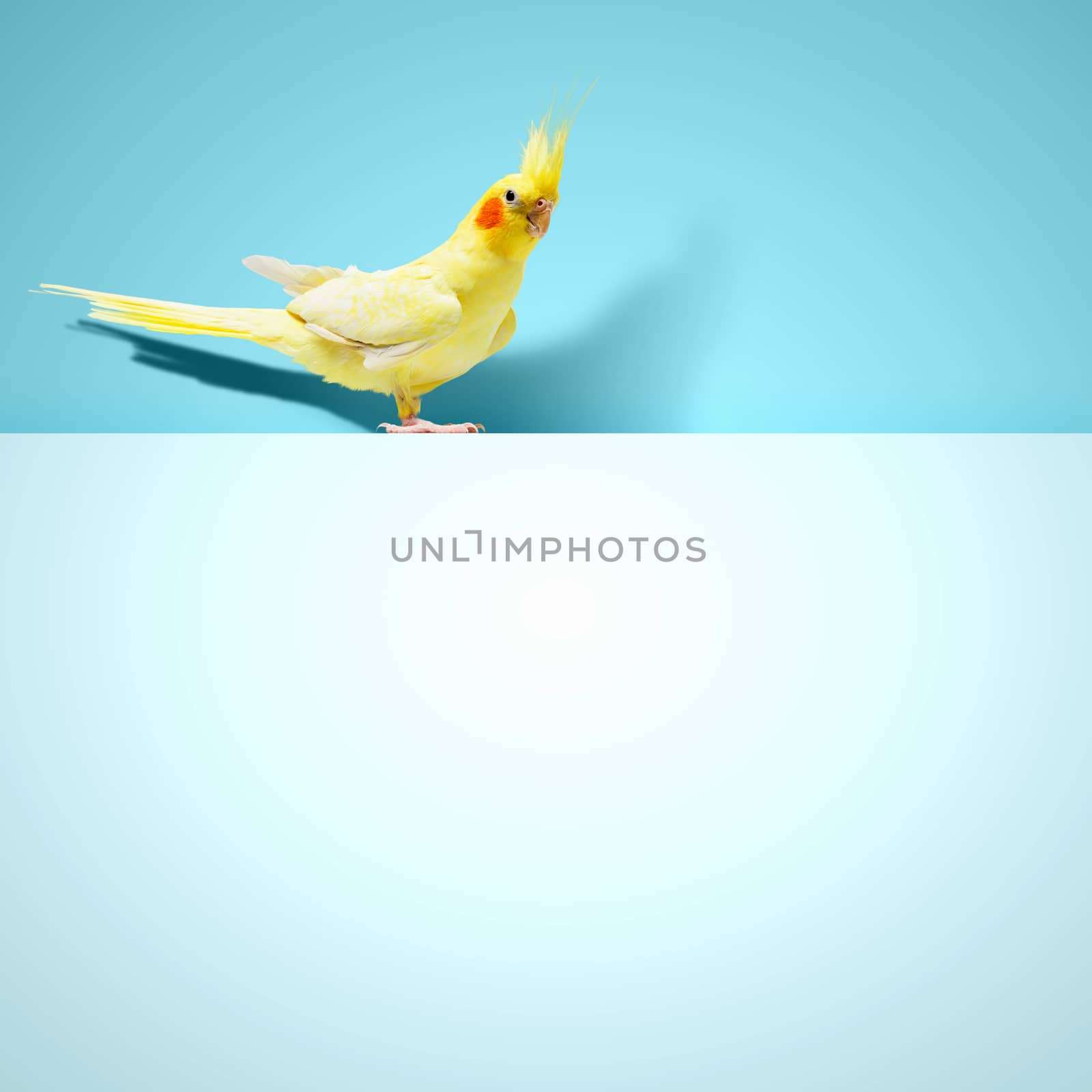 Parrot sitting on blank banner by sergey_nivens