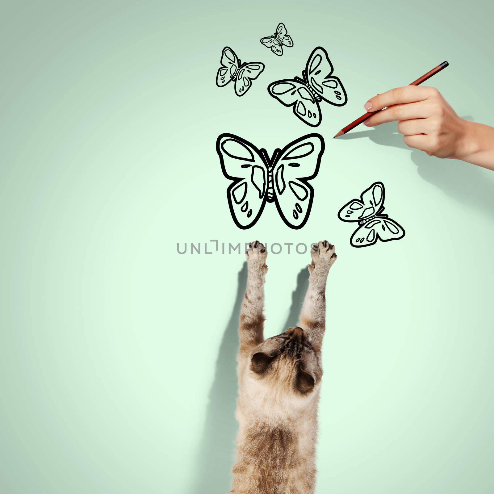 Image of siamese cat catching drawn butterfly