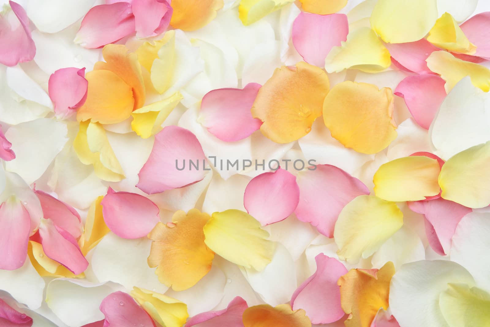 Abstract background of fresh scattered rose petals