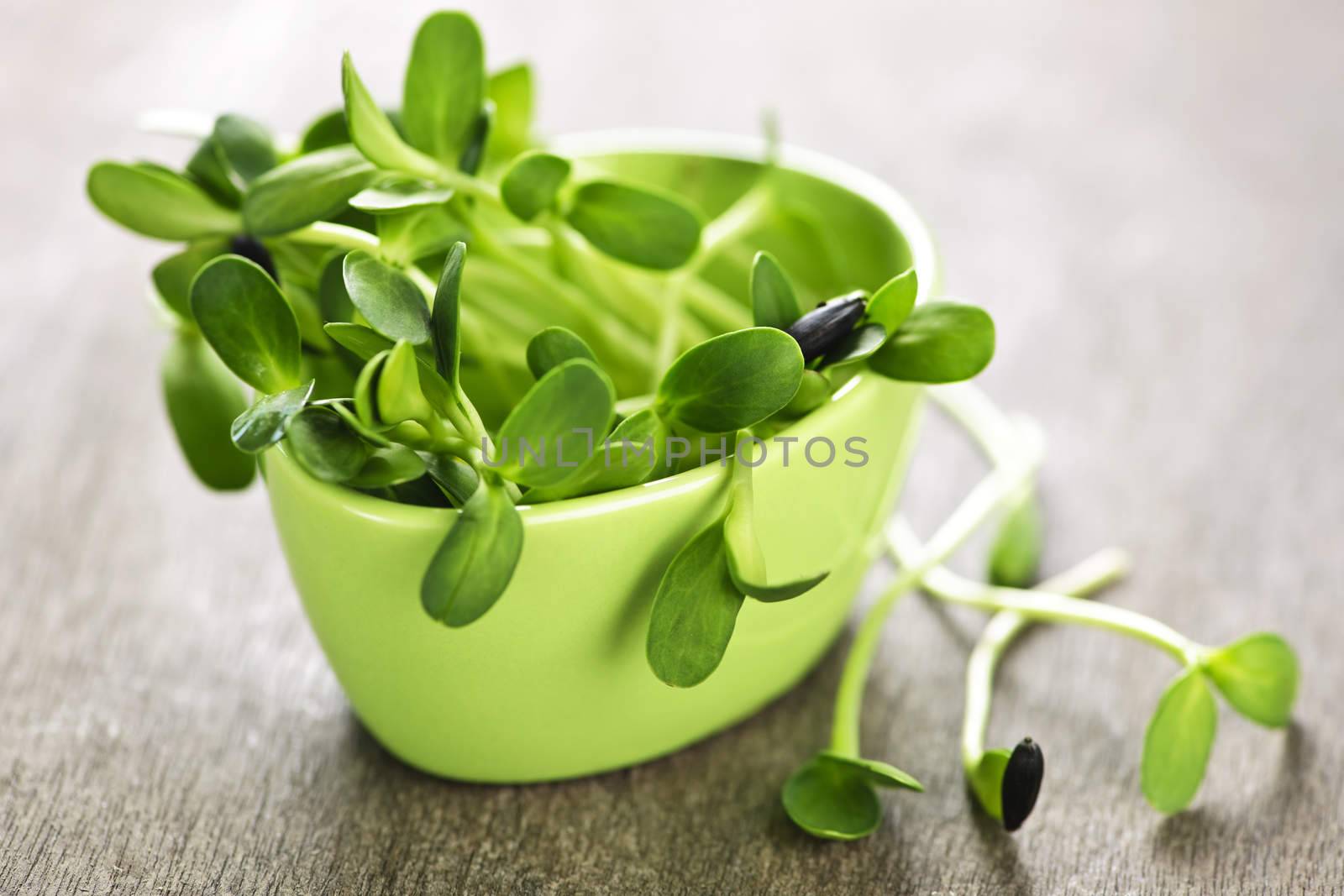 Green sunflower sprouts in a cup by elenathewise