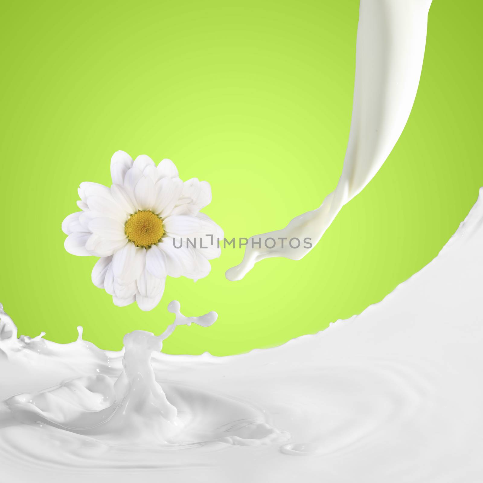 Image of milk splashes with camomile against color background