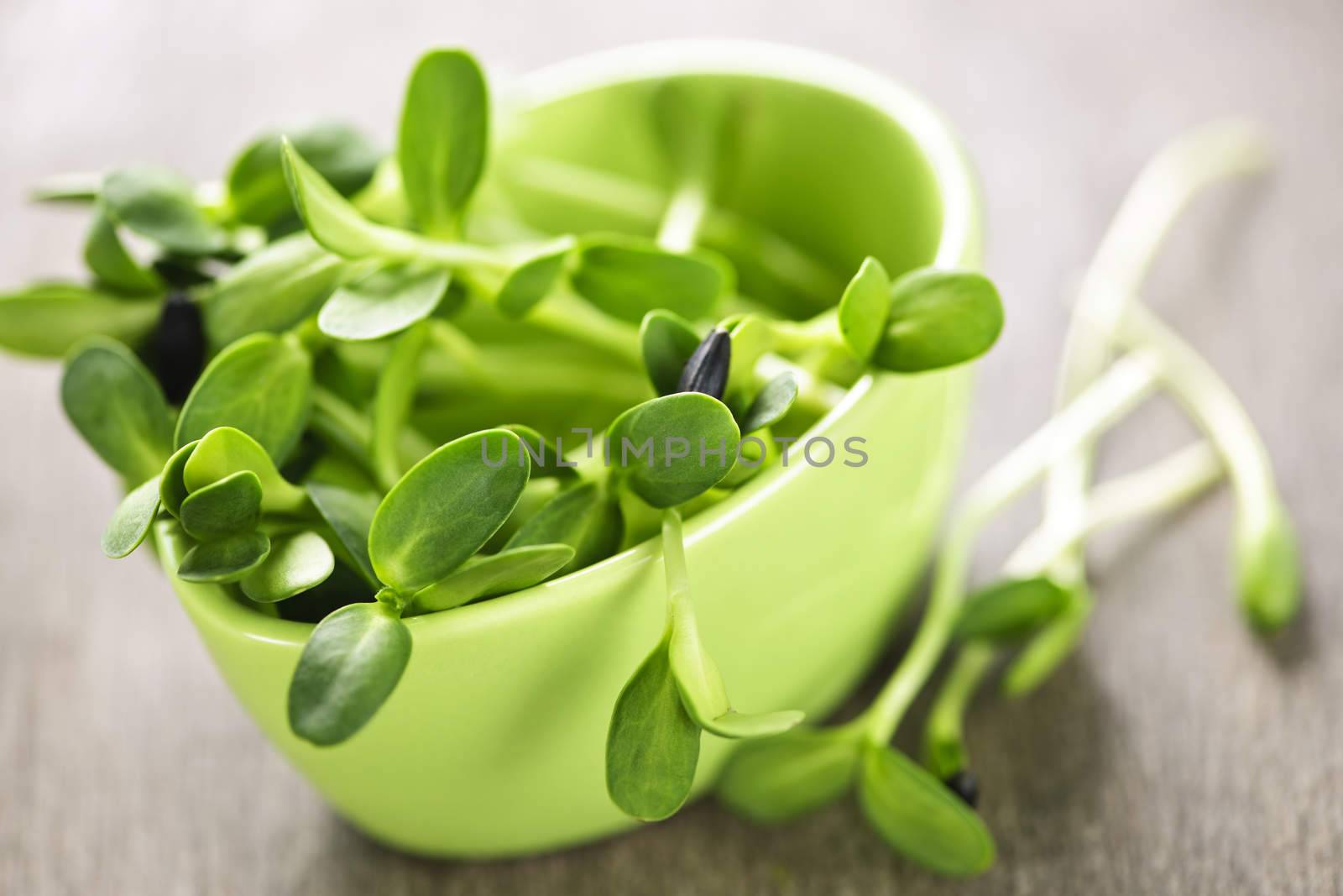 Green sunflower sprouts in a cup by elenathewise