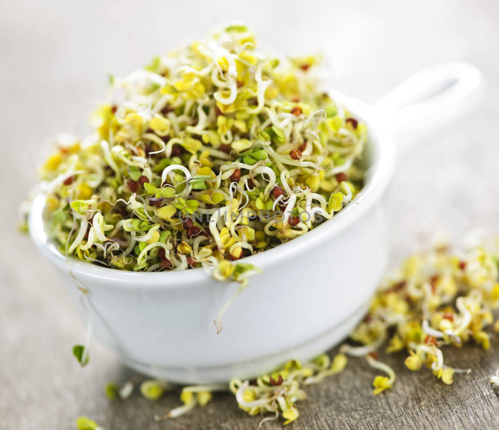 Alfalfa sprouts in a cup by elenathewise