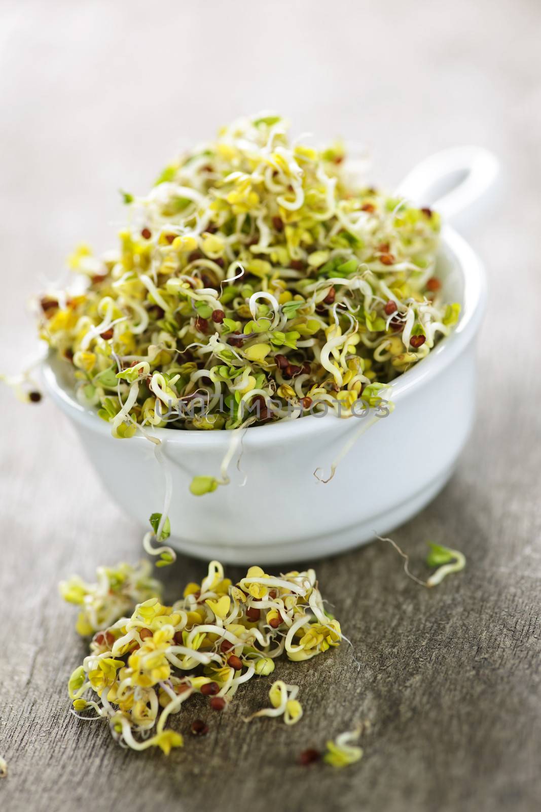 Organic young alfalfa sprouts in a cup