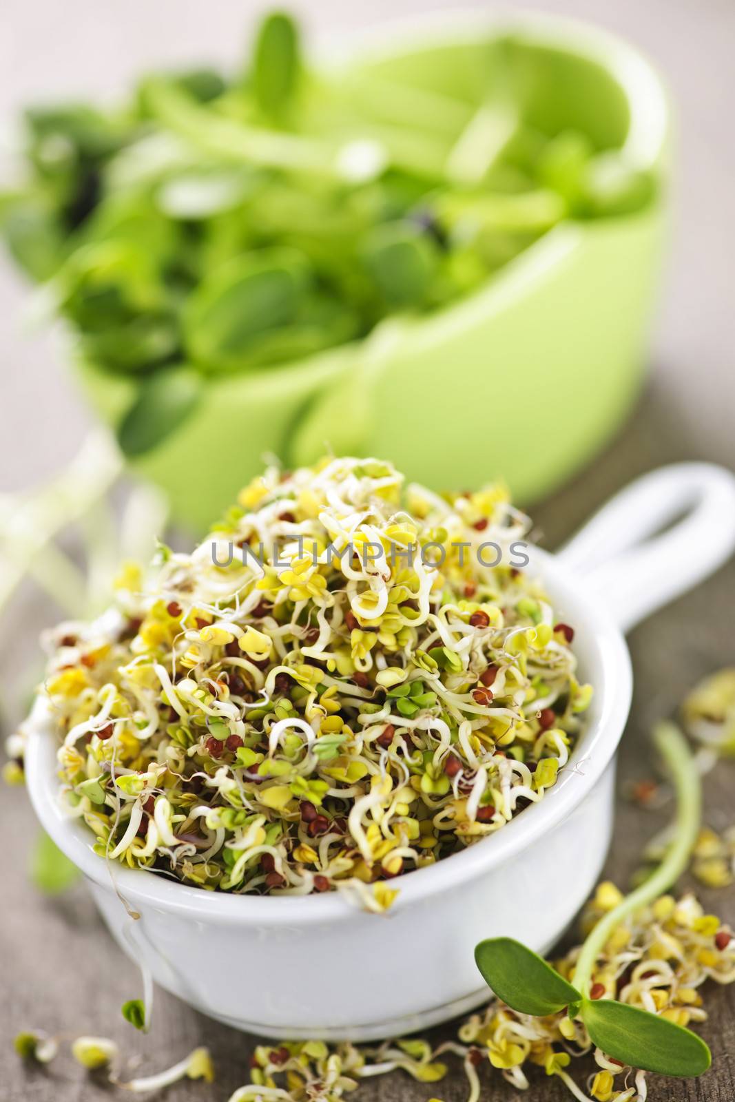 Fresh alfalfa and sunflower sprouts in cups