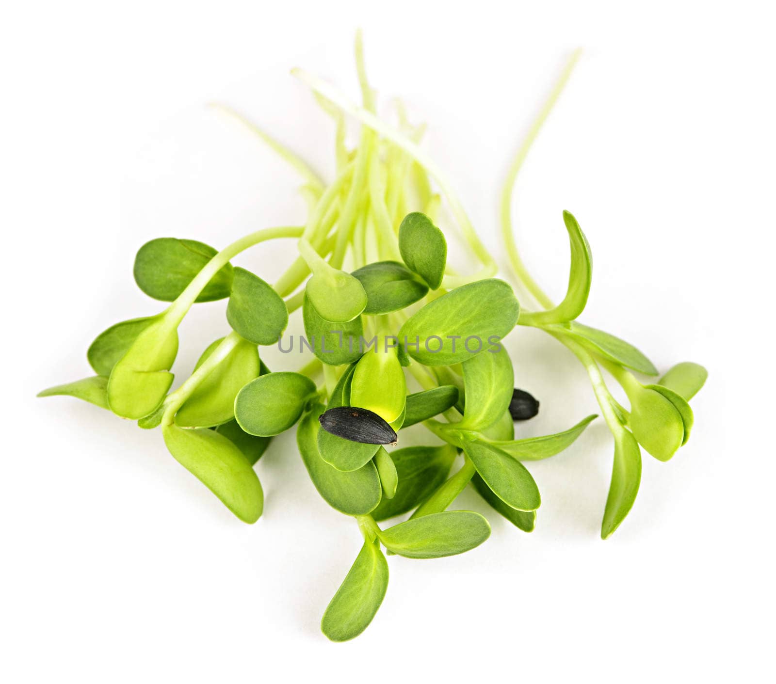 Organic green young sunflower sprouts isolated on white background