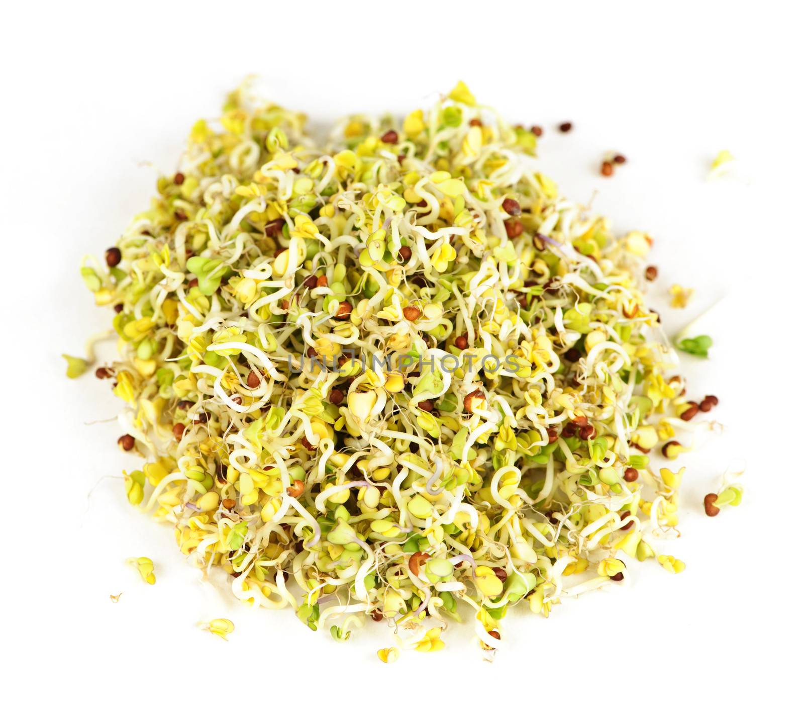 Fresh young alfalfa sprouts isolated on white background