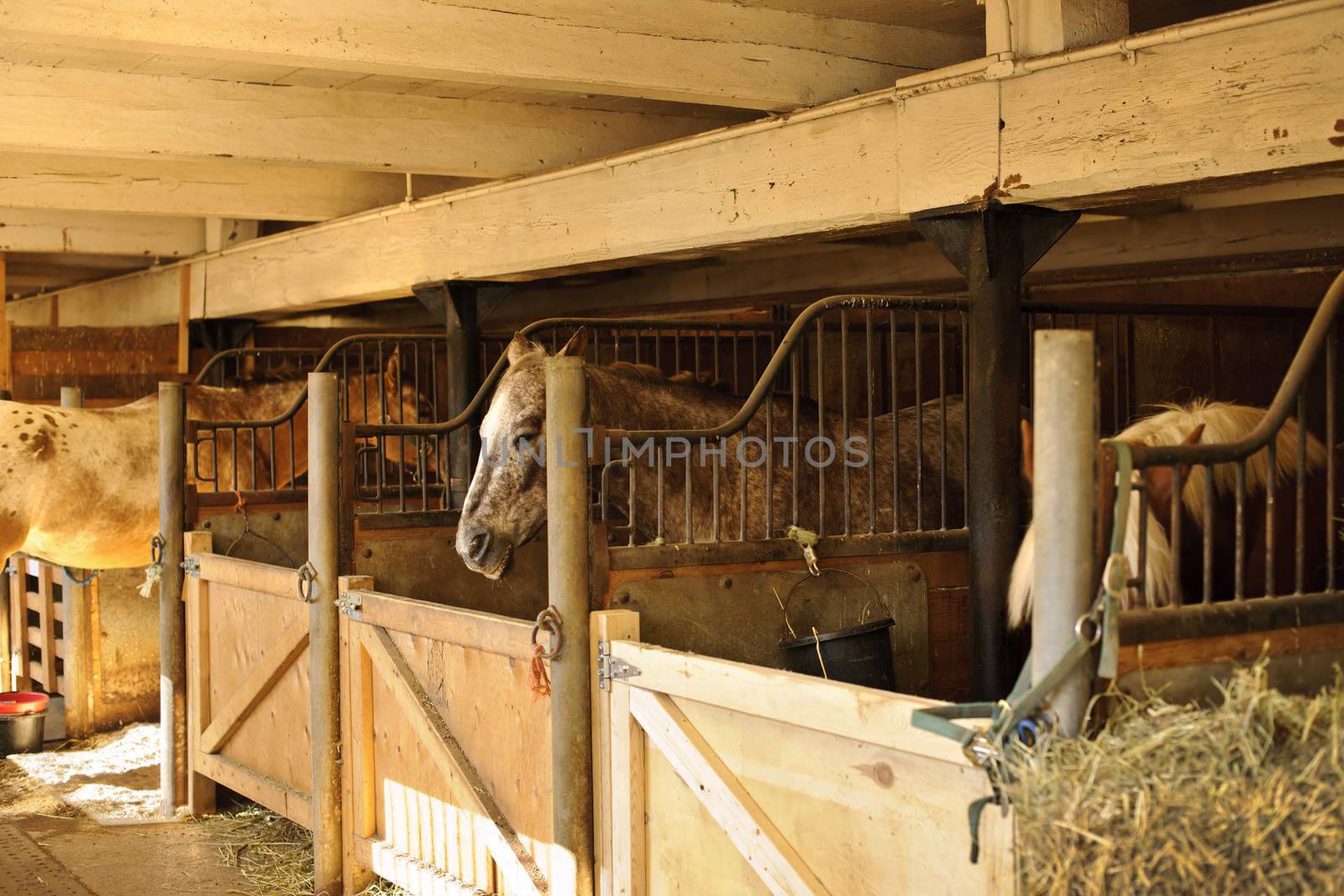 Horse stables with wooden doors and horses