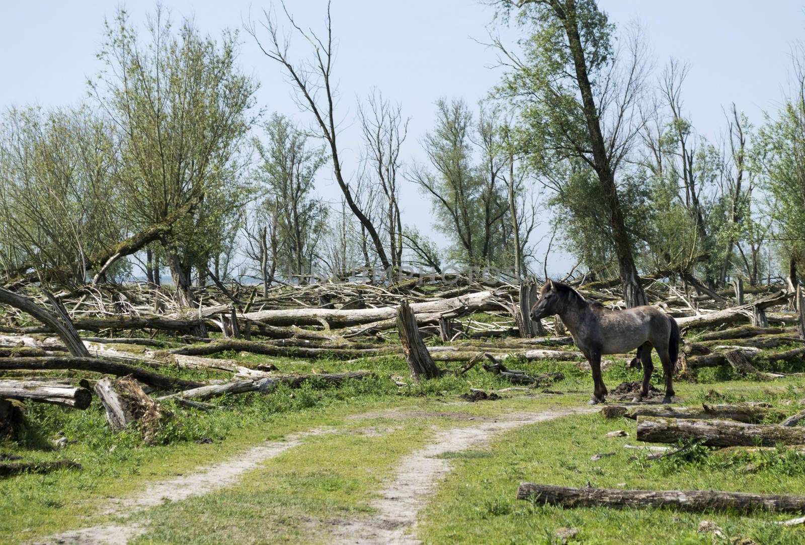 wild konink horses in dutch landscape by compuinfoto