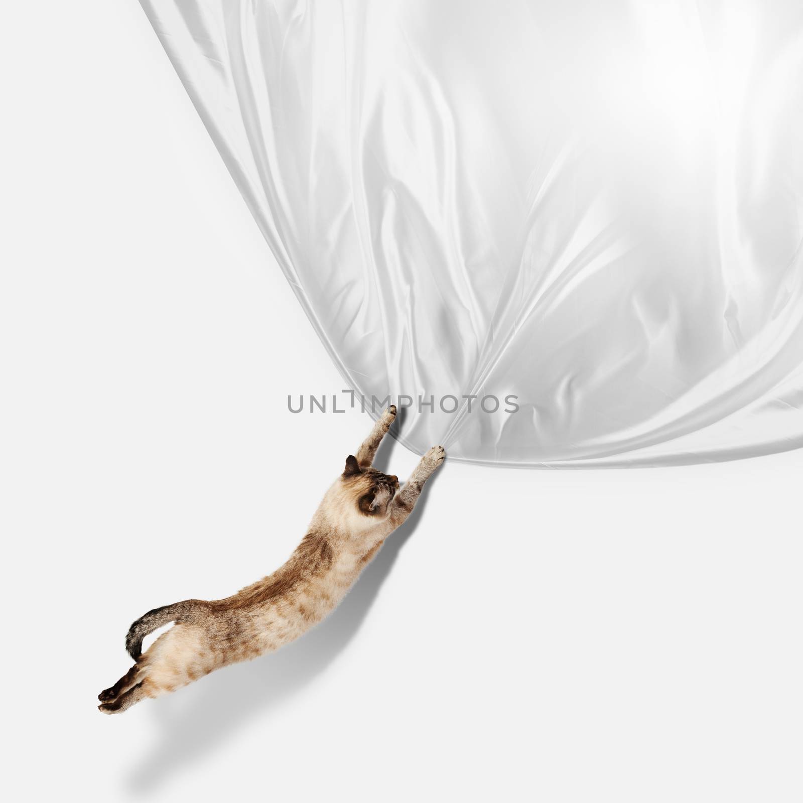 Image of jumping Siamese cat playing with sheet