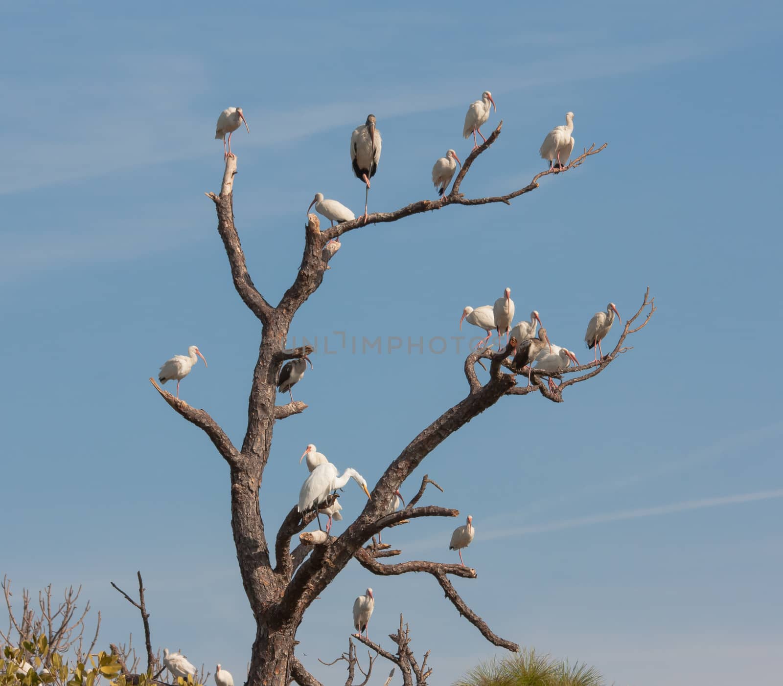 There are a few barren trees alongside the road leading to the Merritt Island Wildlife Reserve. Every once in a while a congregation of birds will gather on one of the trees and might stay for hours. For that period the tree is known as the
