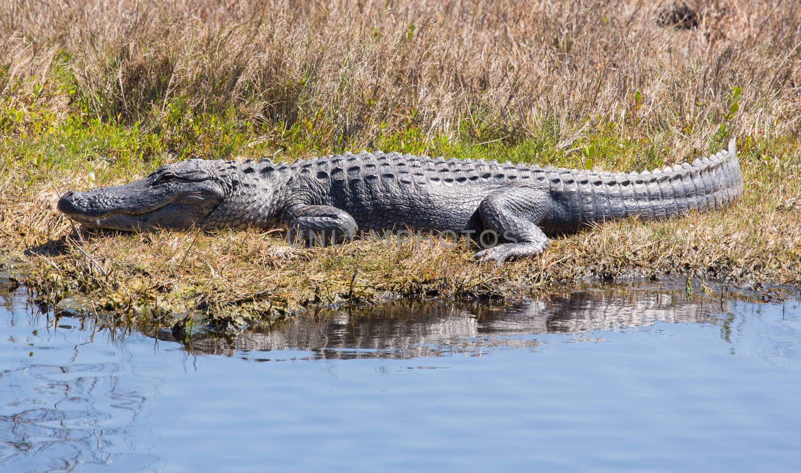 Alligator Catching Some Rays by picturyay