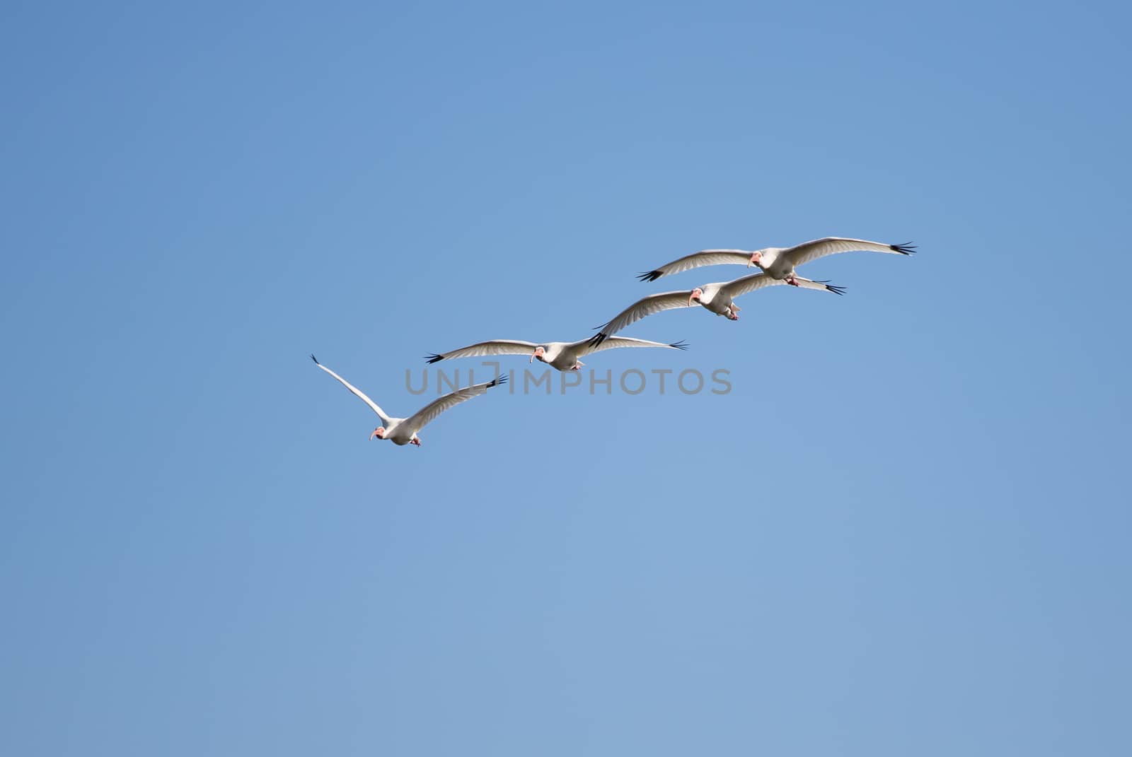 Four White Ibis gliding along on a nice warm winter day in Florida.