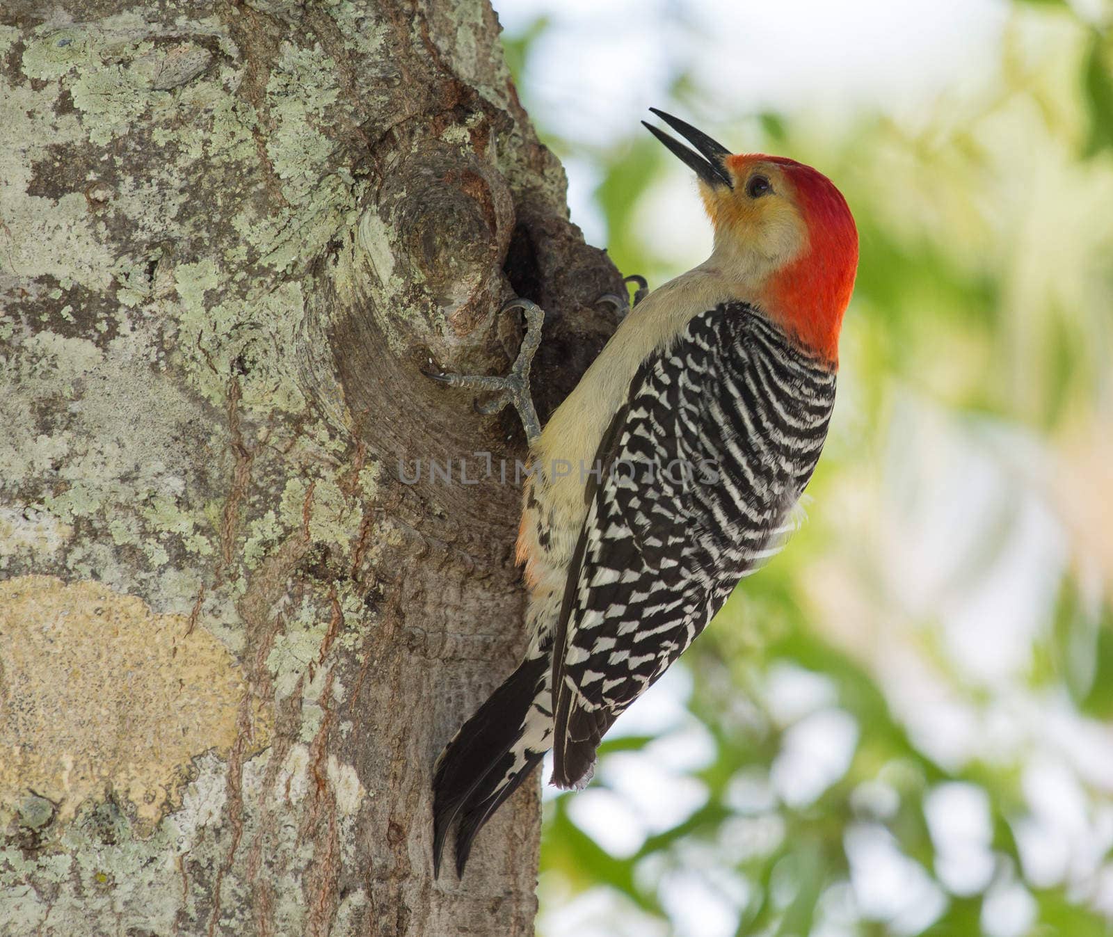 Adult males have a red headside going from the bill to the nape; females have a red patch on the nape and another above the bill. So this one is a male. The reddish tinge on the belly that gives the bird its name is difficult to see in the field.