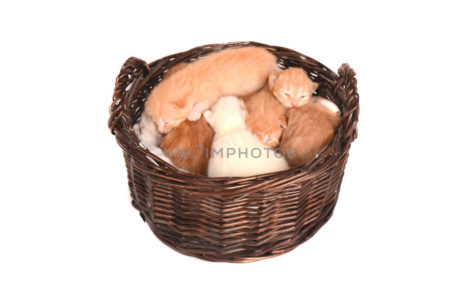 Newborn orange and white kittens in a basket. by dnsphotography