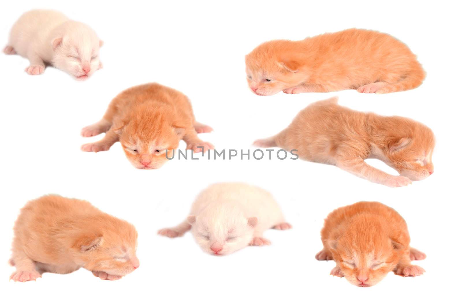 Group collage of newborn ginger, orange marmalade, white, and champagne kittens on white.