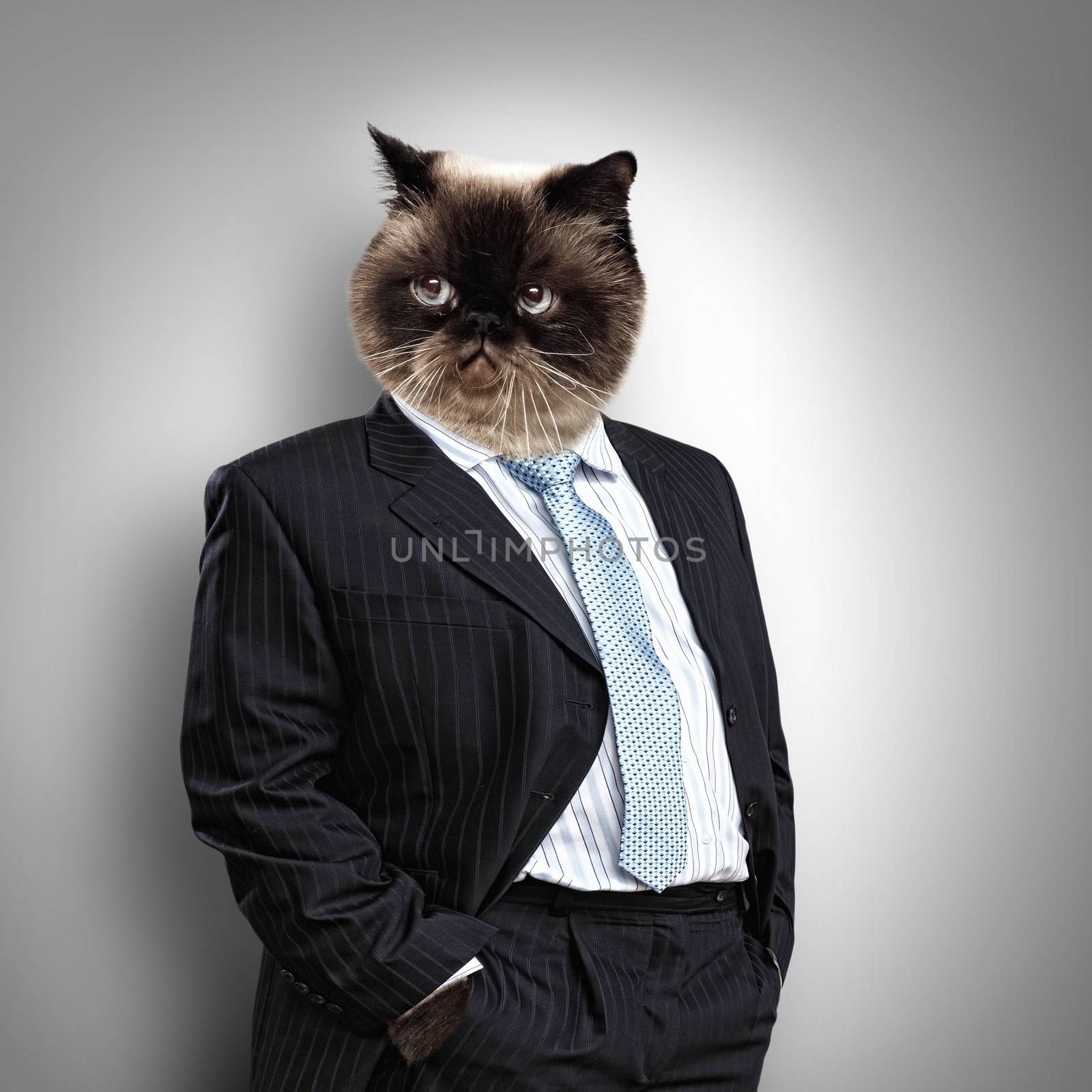 Funny fluffy cat in a business suit by sergey_nivens