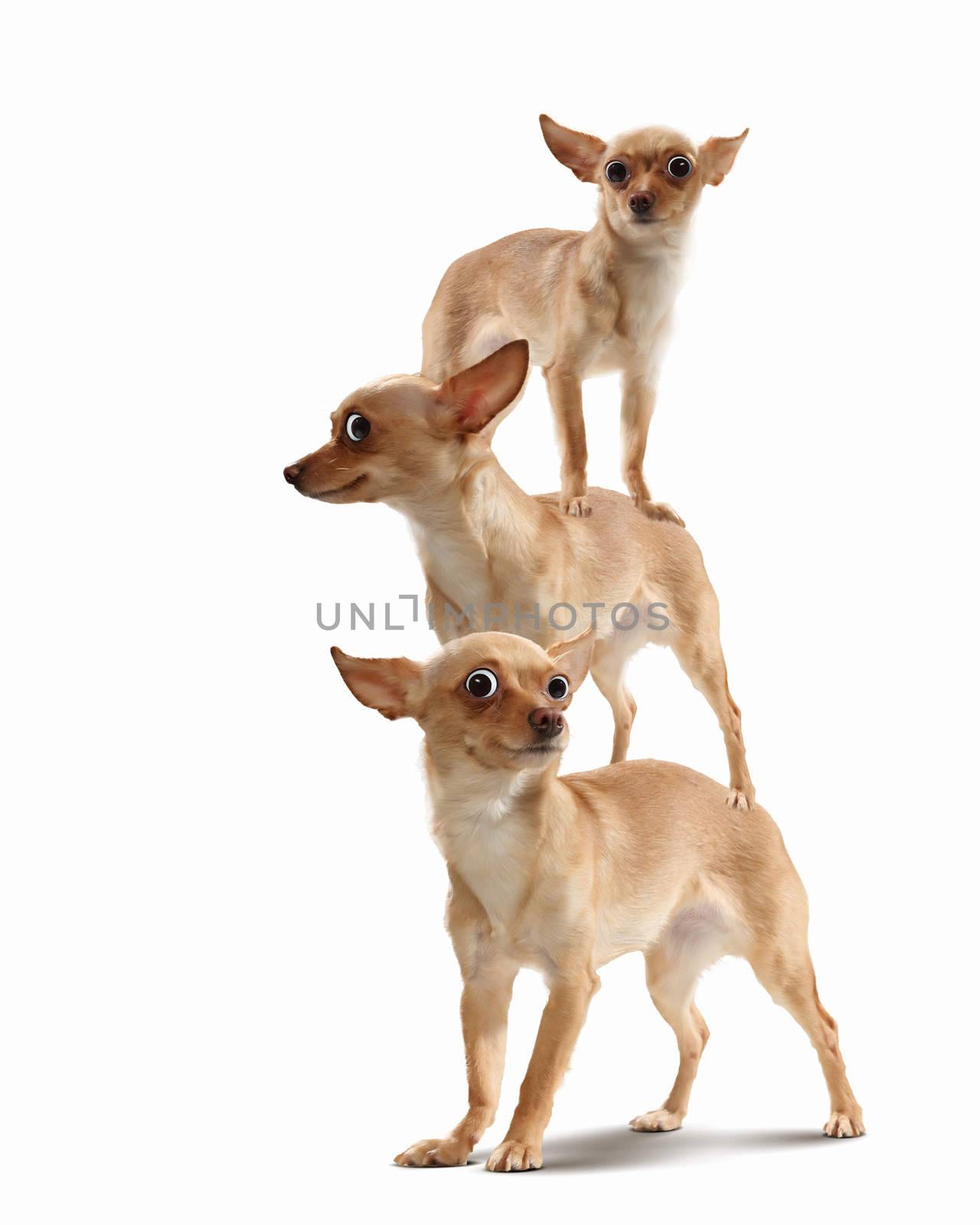 Pyramid of three funny dogs on a light background. funny collage