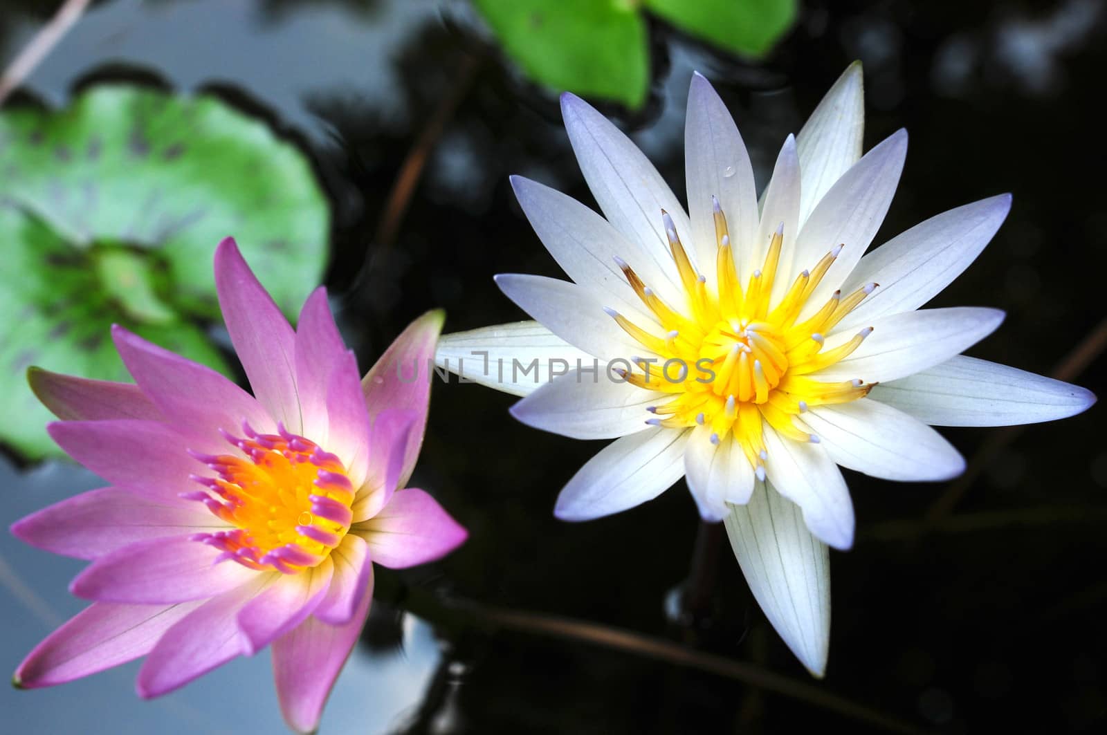 Purple and white Water lily blooming in a summer pond