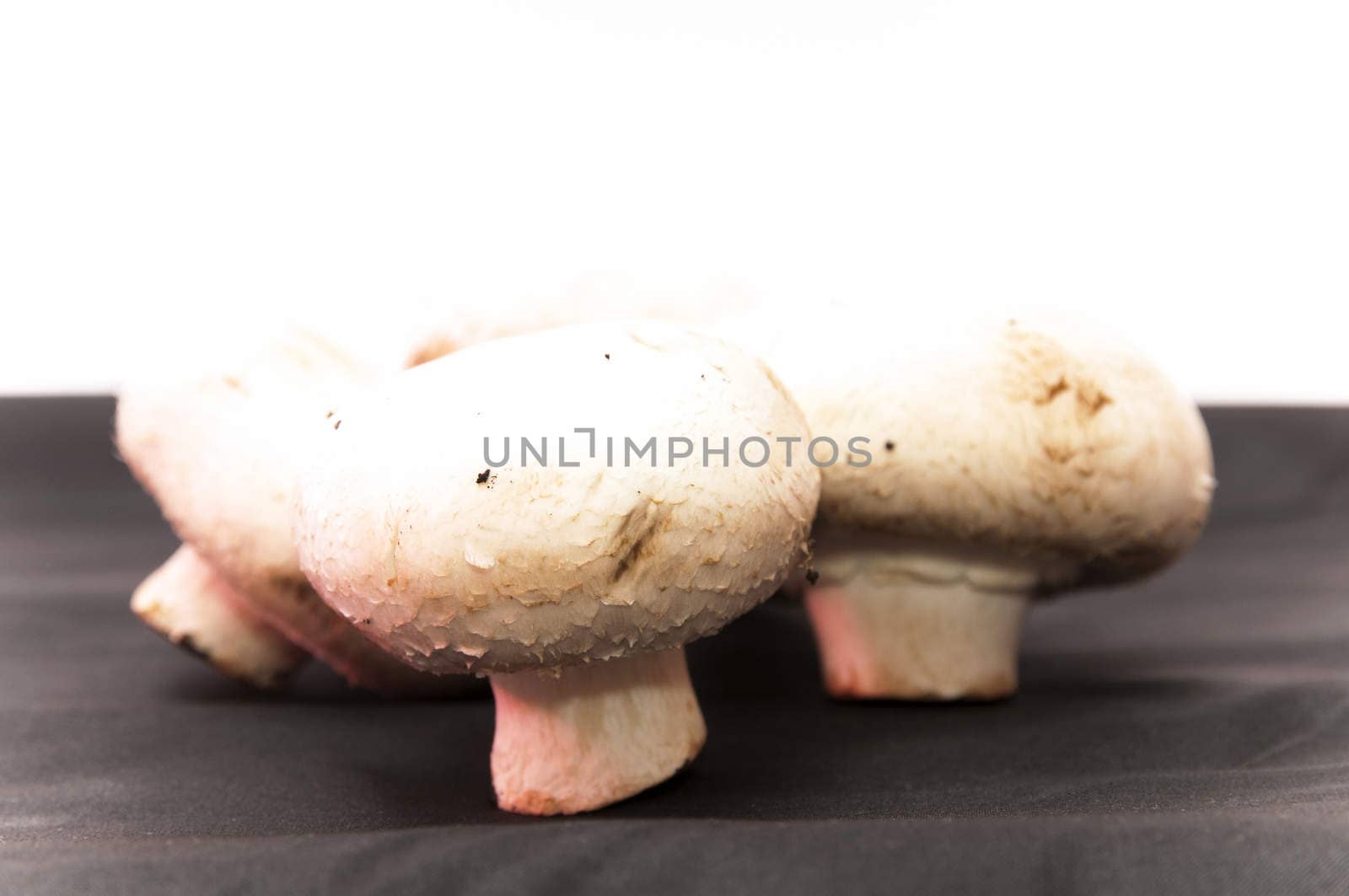 white mushrooms  by arnau2098